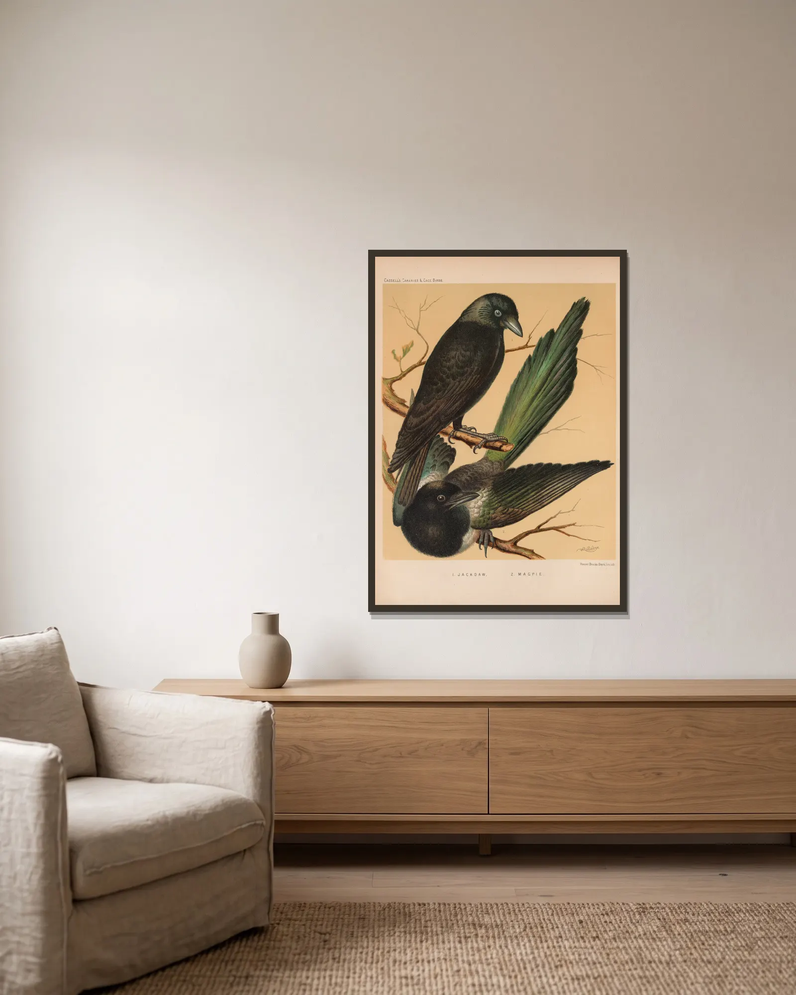 Jackdaw, Magpie (19th century) av W. A . Blakston inramad på en vägg