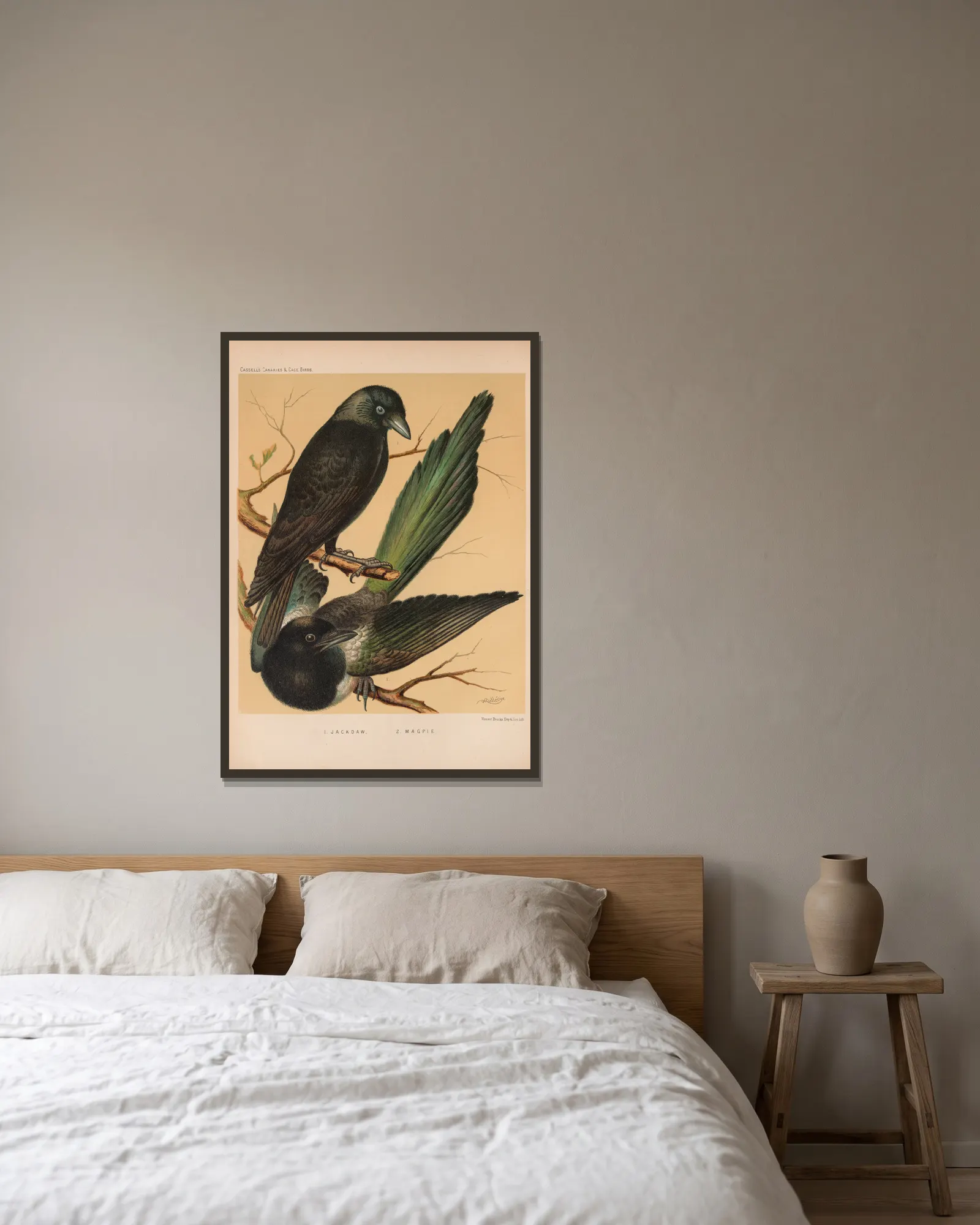 Jackdaw, Magpie (19th century) av W. A . Blakston inramad på en vägg