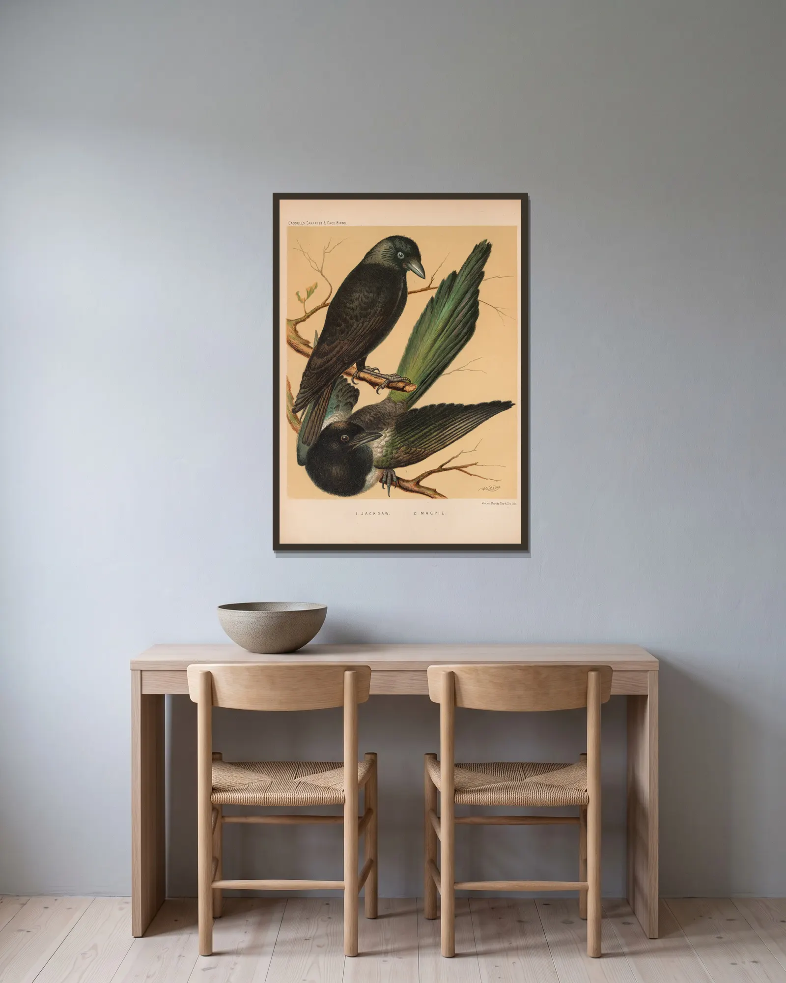 Jackdaw, Magpie (19th century) av W. A . Blakston inramad på en vägg