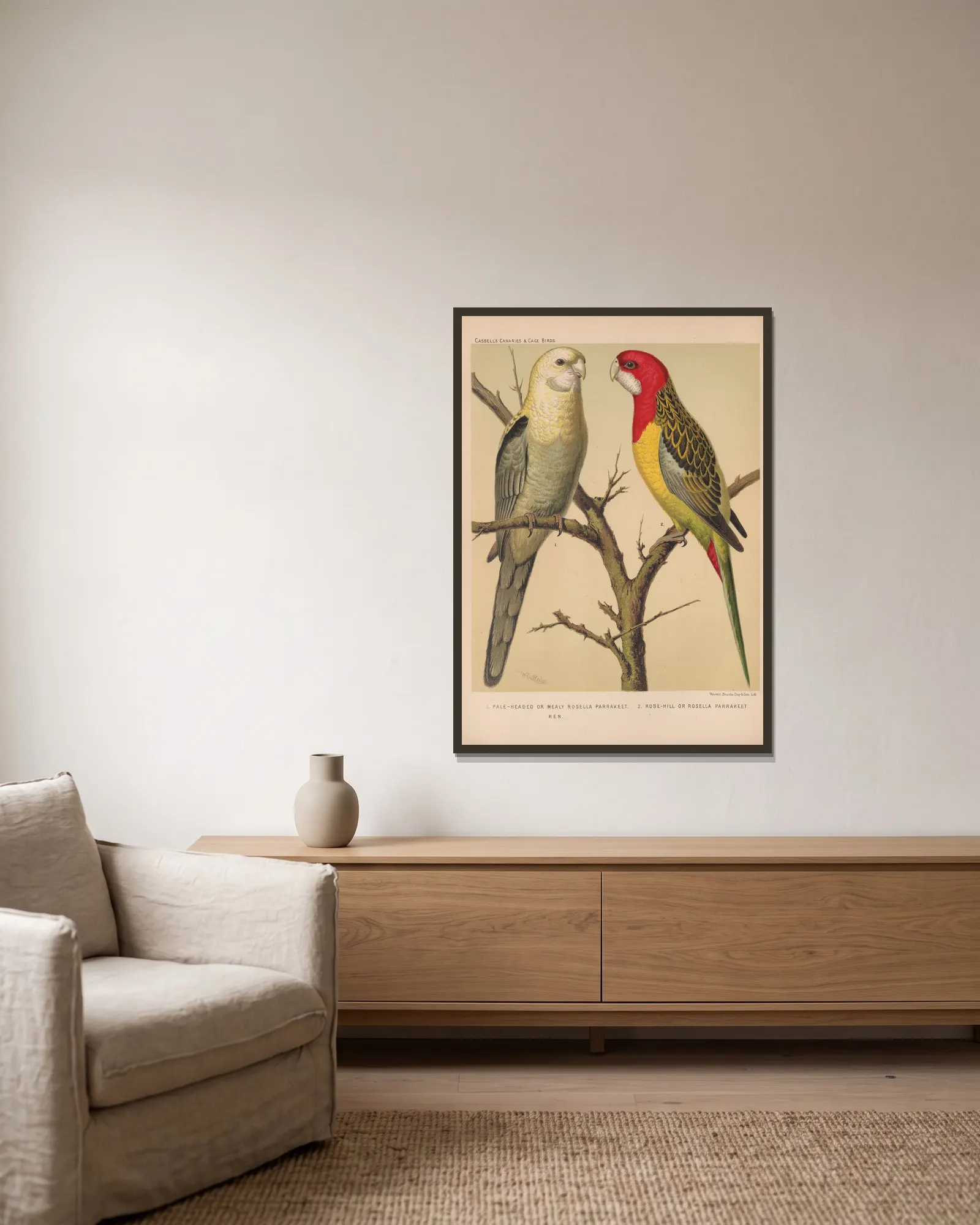 Rosella Parrakeets (19th century) av W. A . Blakston inramad på en vägg