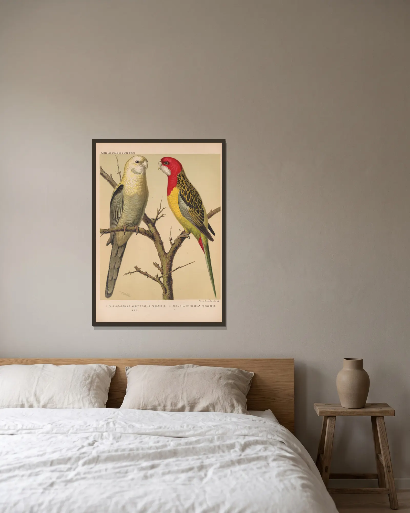 Rosella Parrakeets (19th century) av W. A . Blakston inramad på en vägg