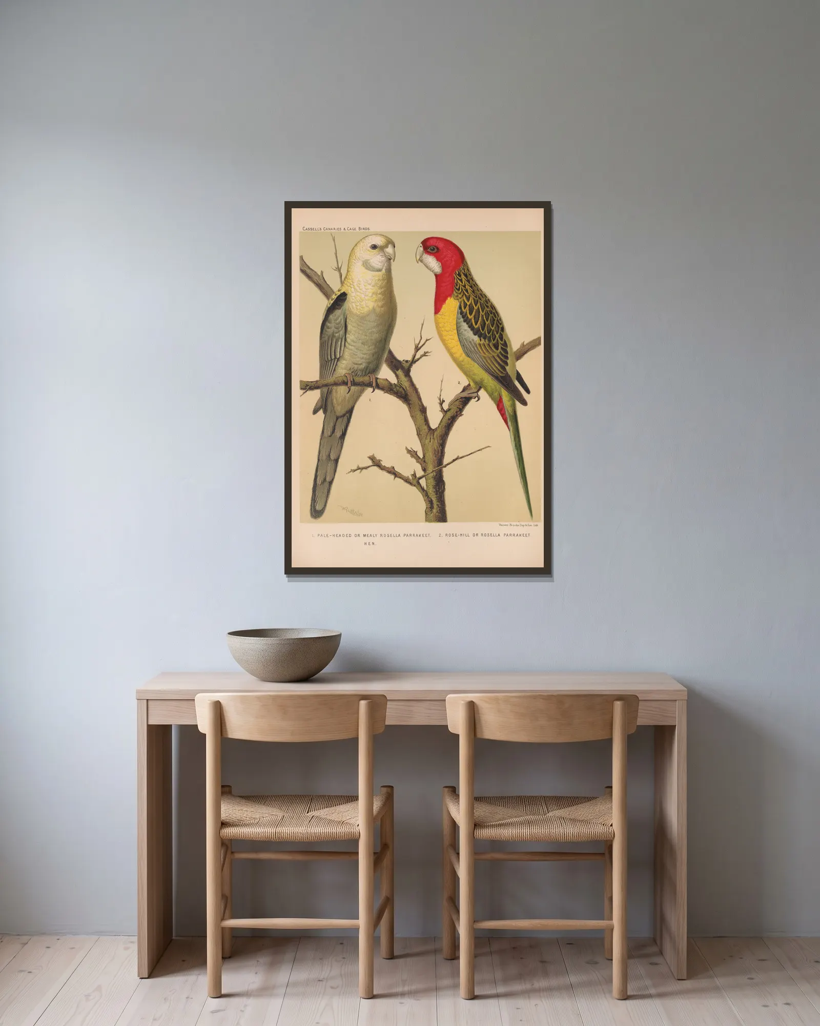 Rosella Parrakeets (19th century) av W. A . Blakston inramad på en vägg