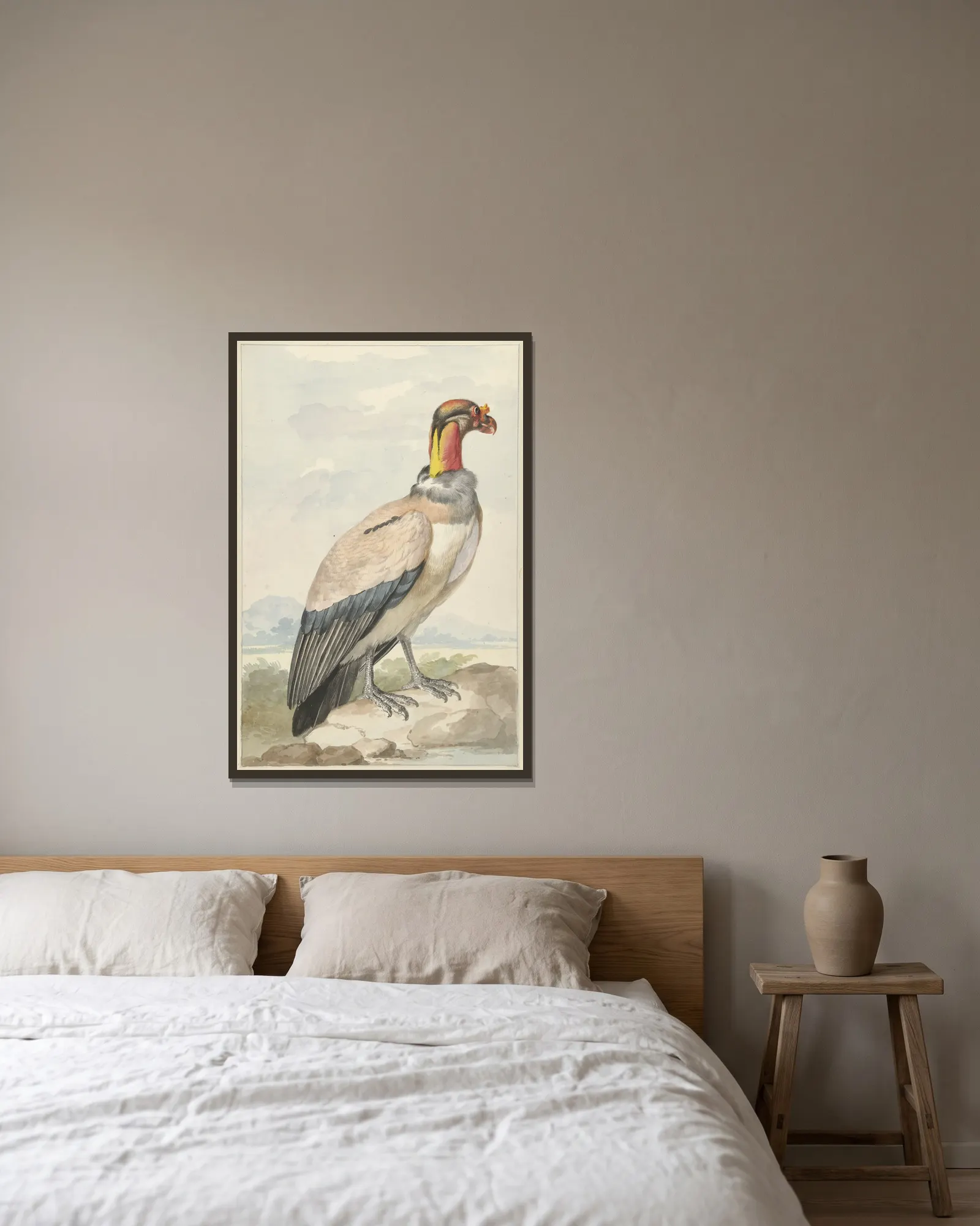 Koningsgier (Sarcoramphus papa) av Aert Schouman inramad på en vägg