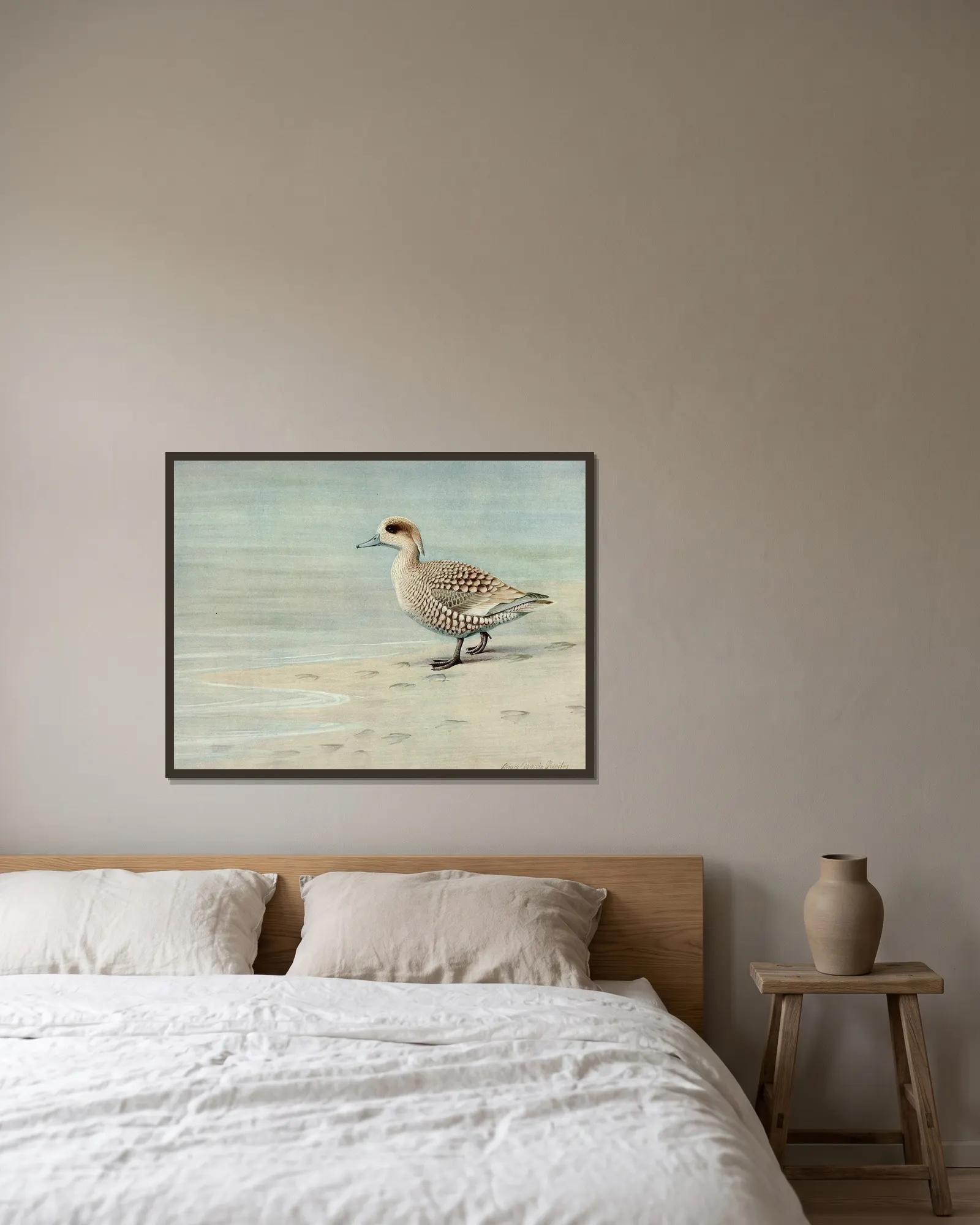 Marbled Duck av Louis Agassiz Fuertes inramad på en vägg