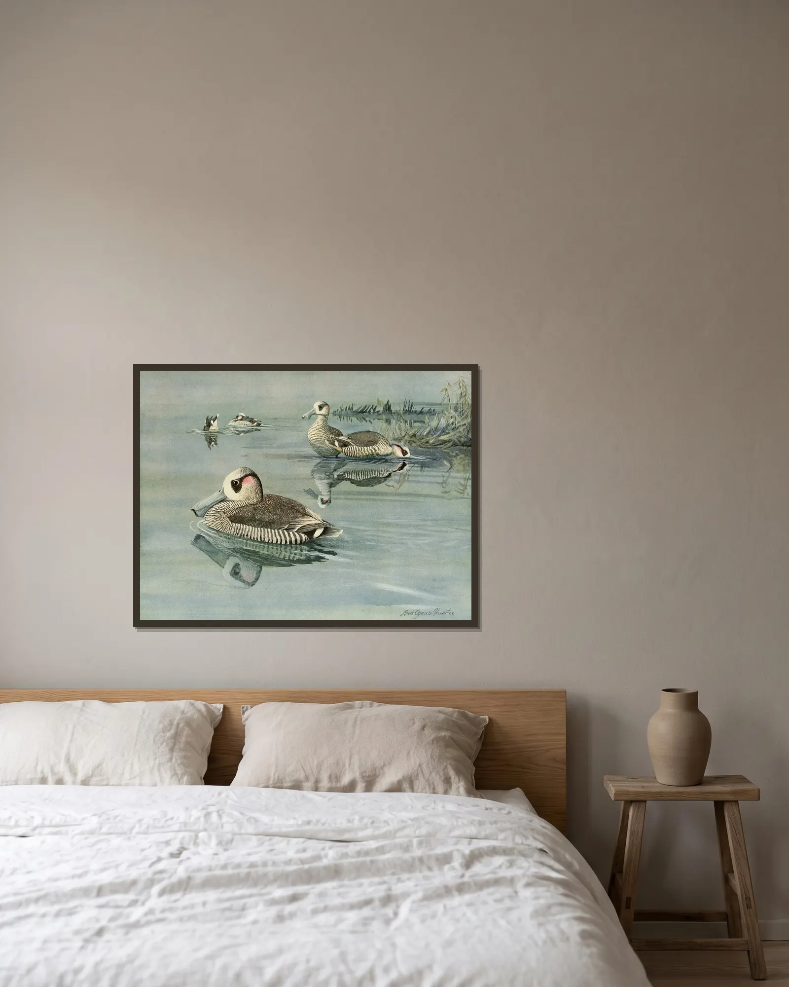 Pink-Eared Duck av Louis Agassiz Fuertes inramad på en vägg