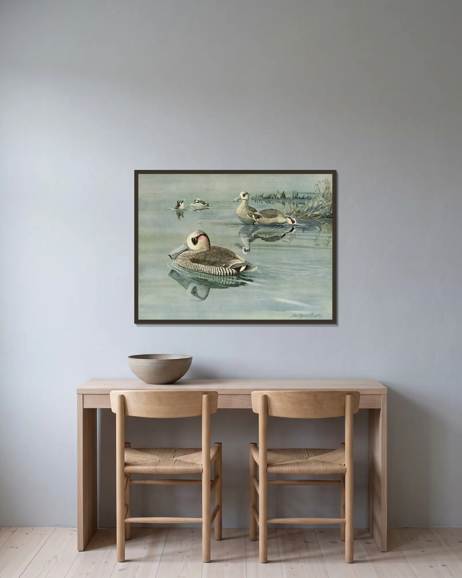 Pink-Eared Duck av Louis Agassiz Fuertes inramad på en vägg