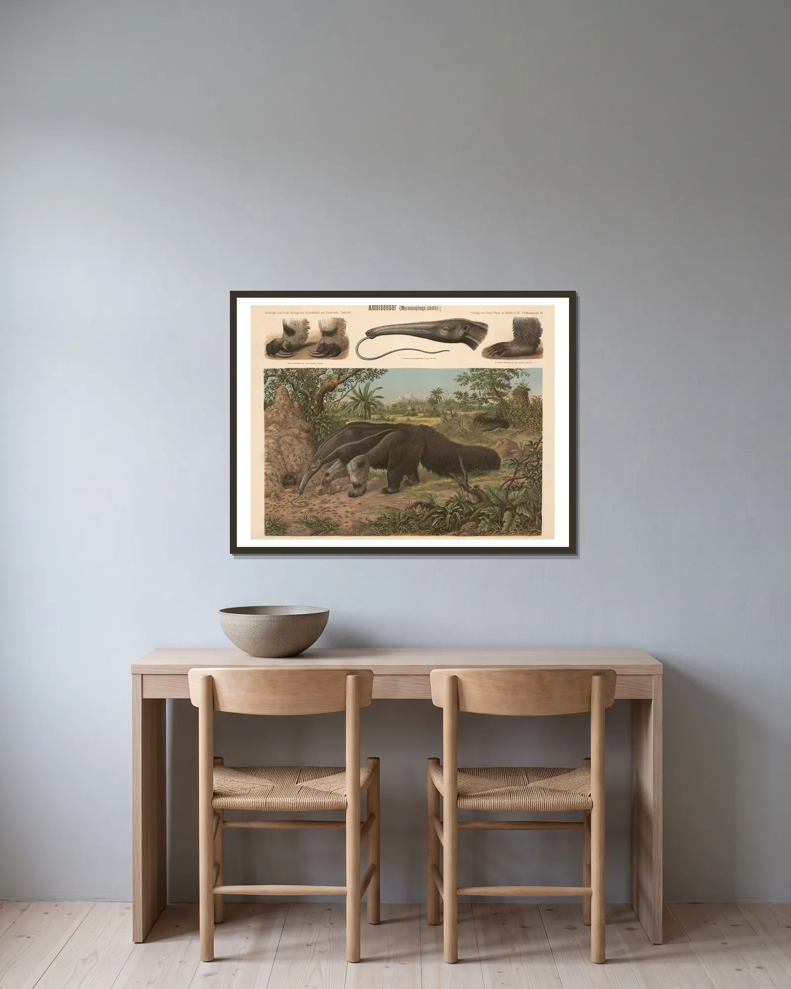 Anteater (Myrmecophaga jubata) av Albert Kull inramad på en vägg
