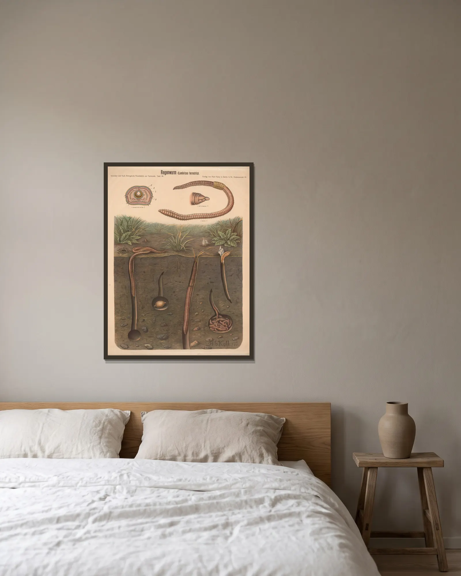 Earthworm (Lumbricus terrestris) av Albert Kull inramad på en vägg