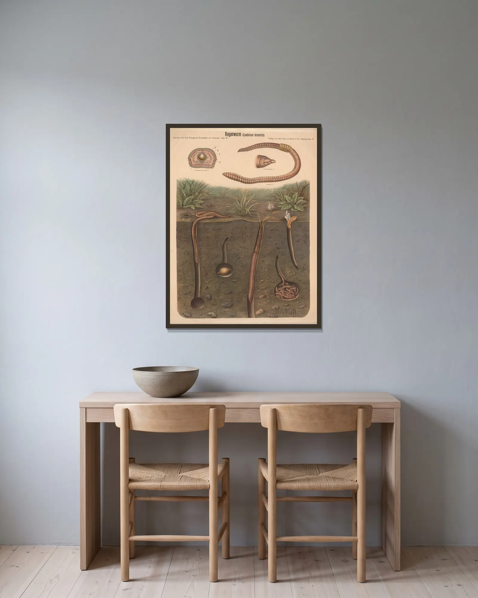 Earthworm (Lumbricus terrestris) av Albert Kull inramad på en vägg