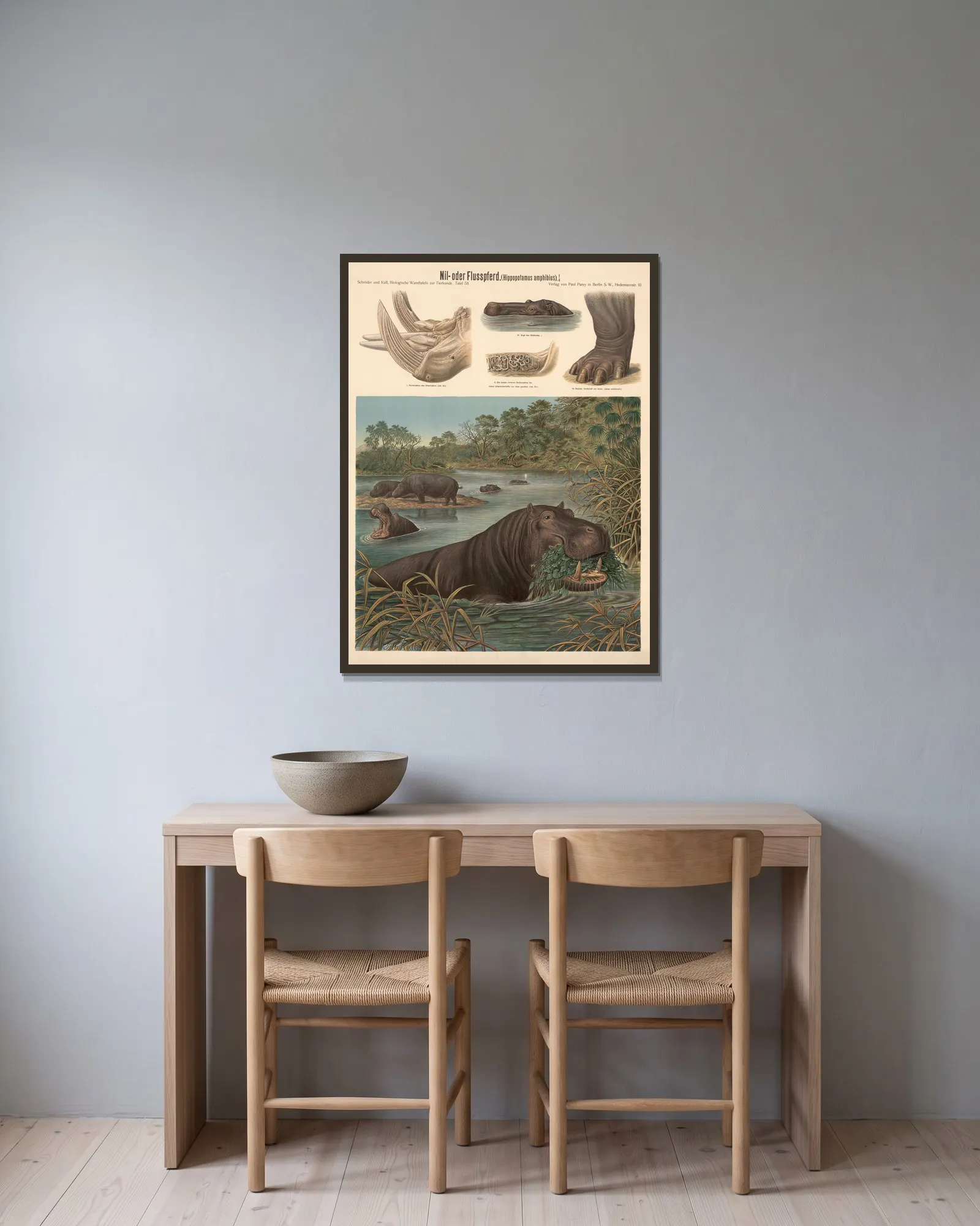 Hippopotamus (Hippopotamus amphibius) av Albert Kull inramad på en vägg