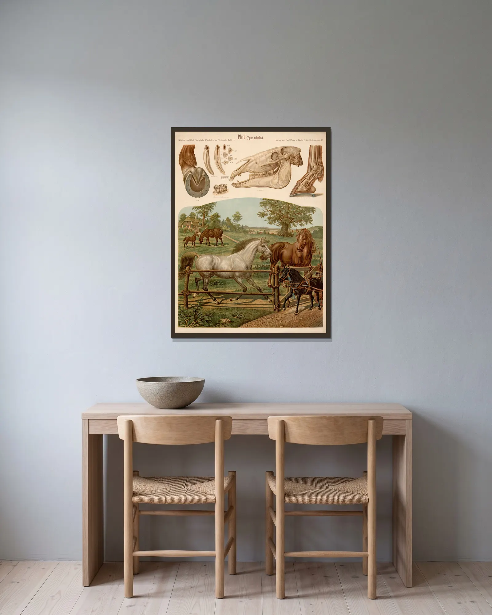 Horse (Equus caballus) av Albert Kull inramad på en vägg