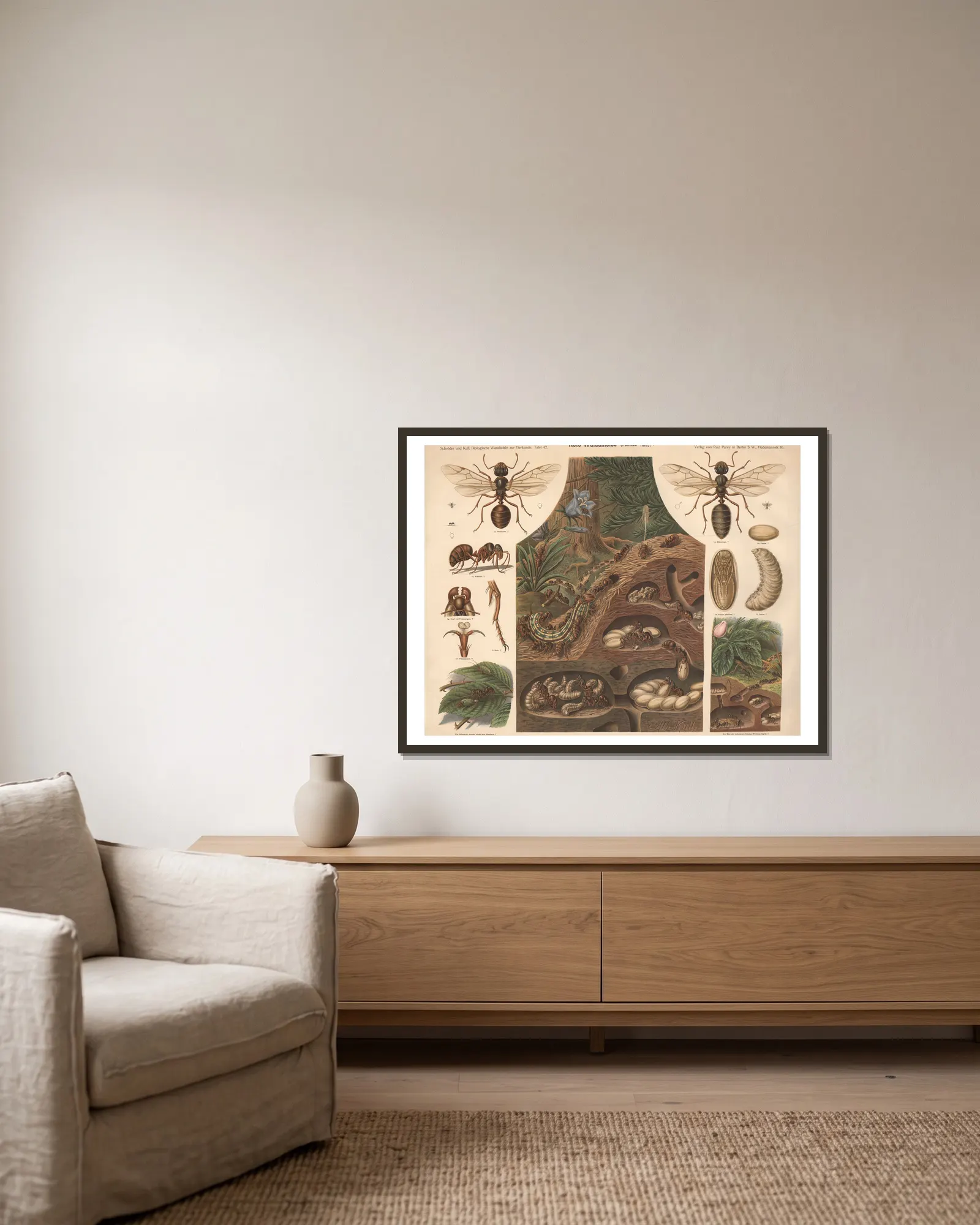 Red Wood Ant (Formica rufa) av Albert Kull inramad på en vägg