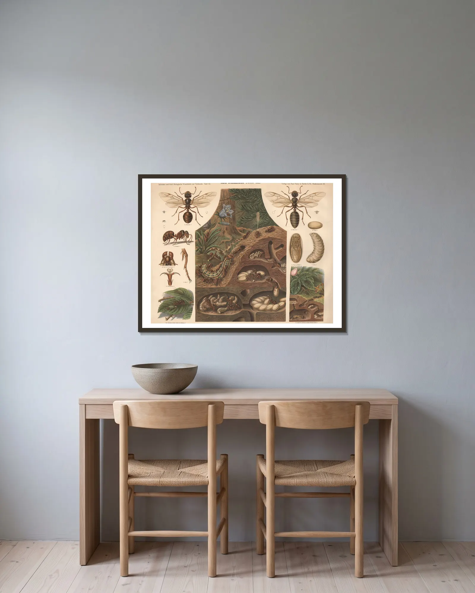 Red Wood Ant (Formica rufa) av Albert Kull inramad på en vägg