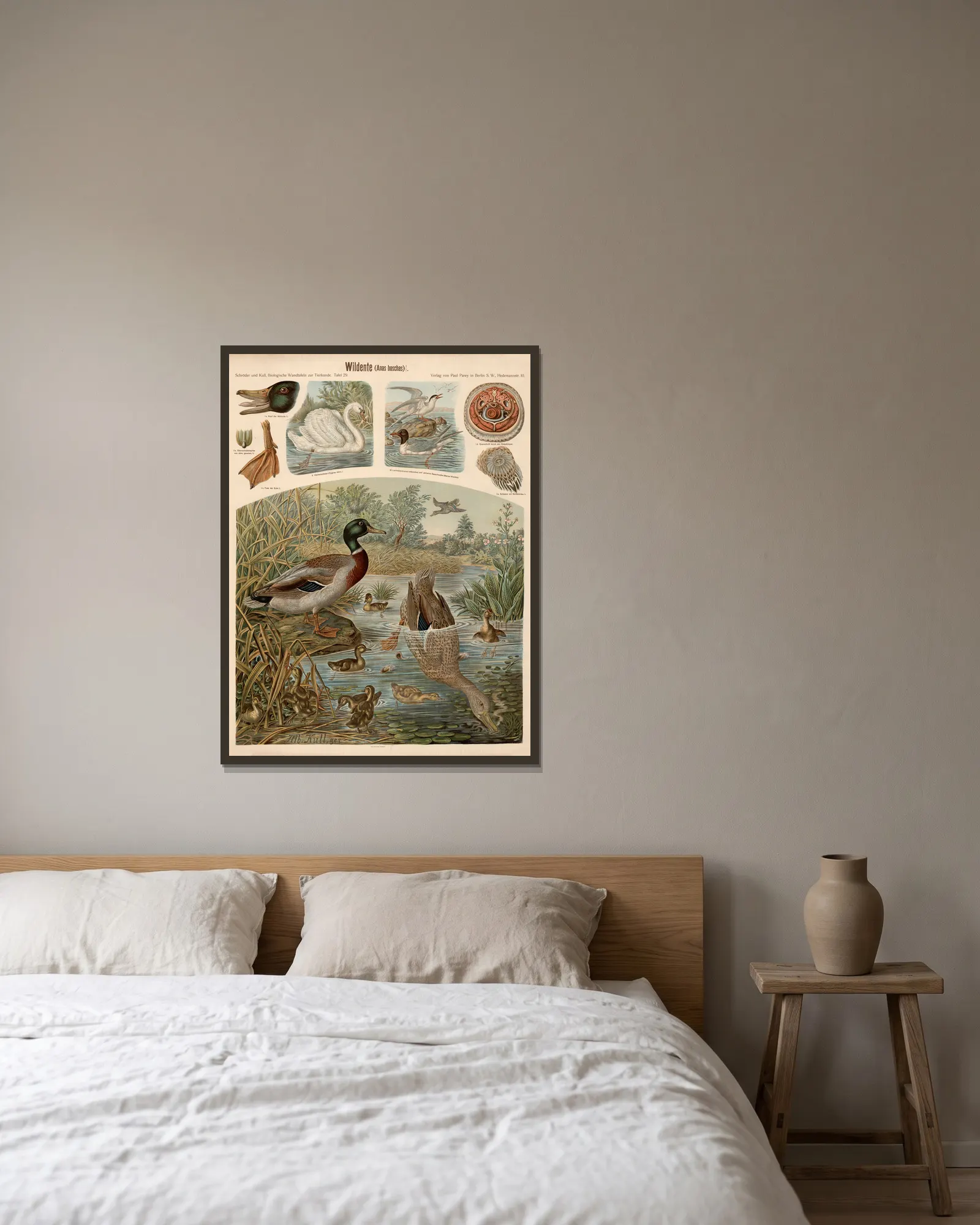 Wild duck (Anas boschas) av Albert Kull inramad på en vägg