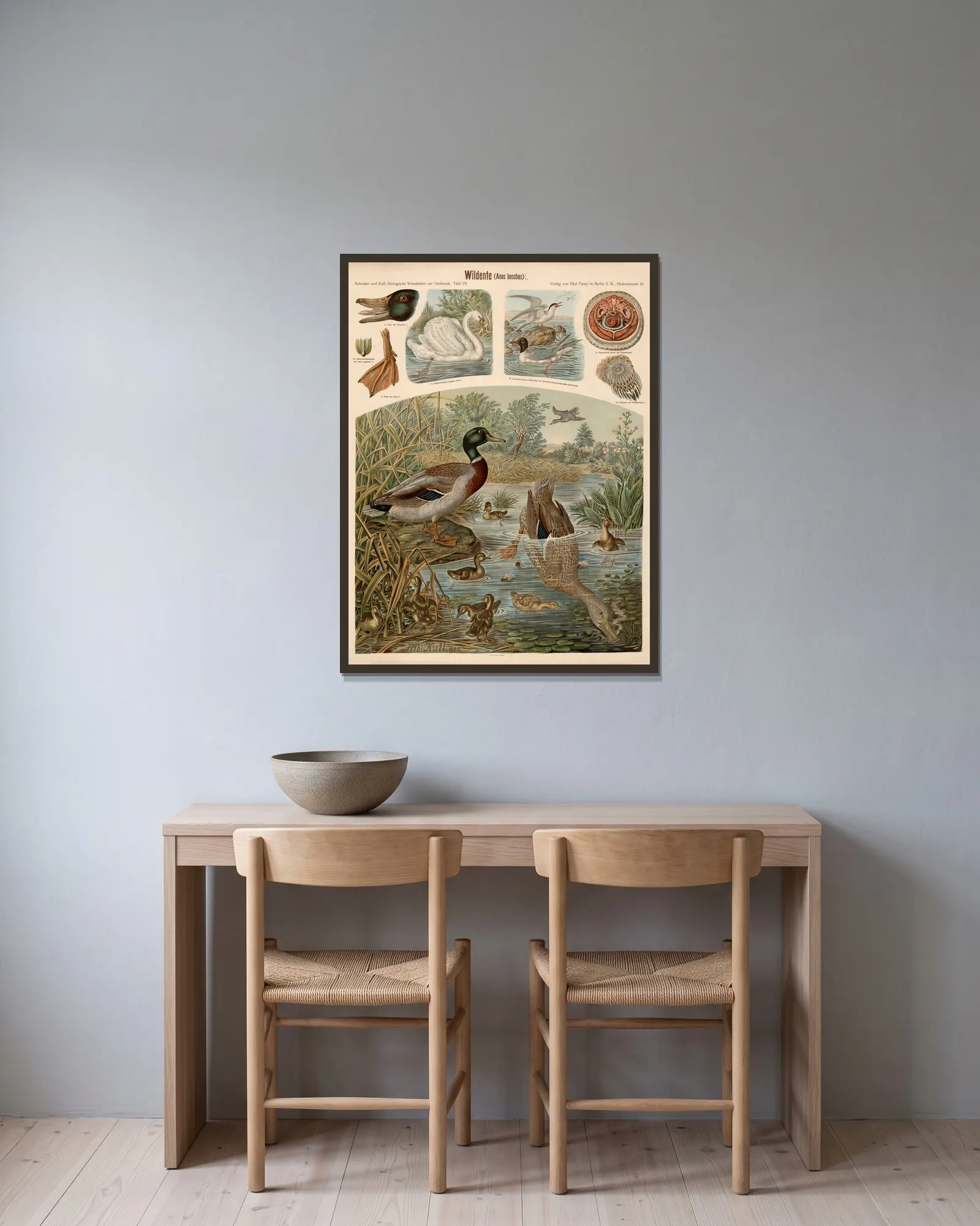 Wild duck (Anas boschas) av Albert Kull inramad på en vägg