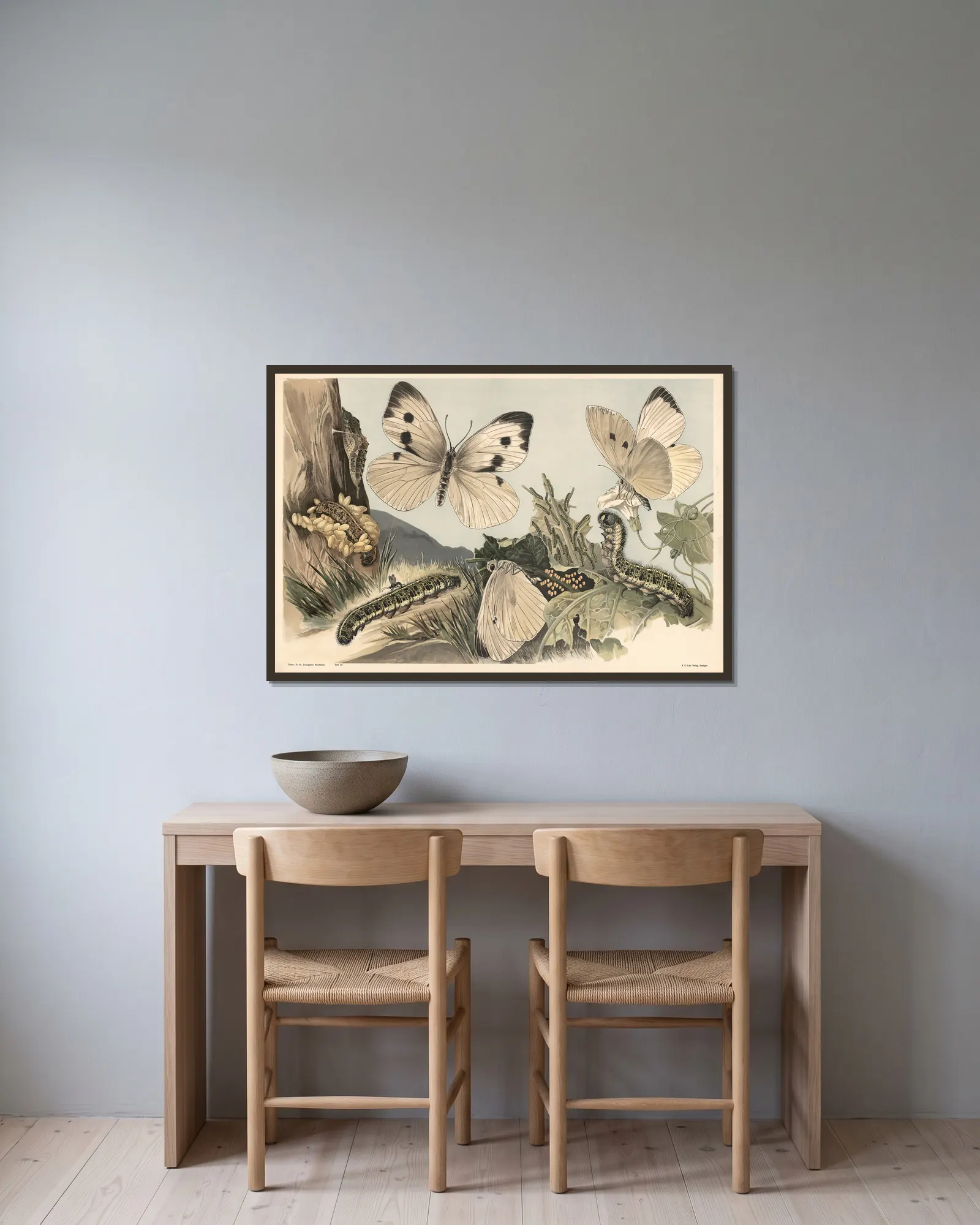 Cabbage butterfly av Alfred Fiedler inramad på en vägg