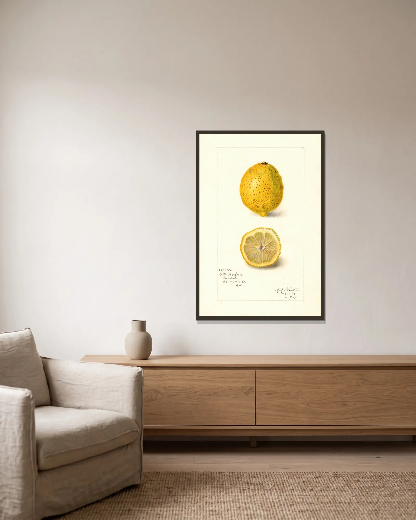 Citrus limon av Amanda Almira Newton inramad på en vägg