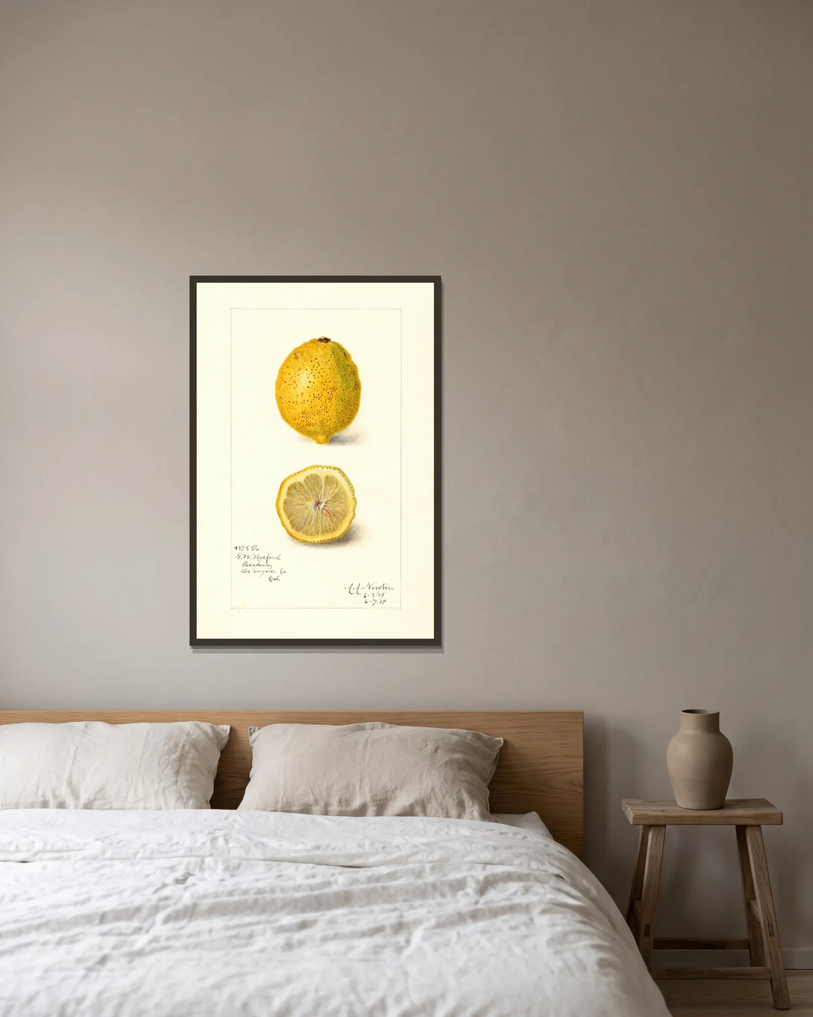 Citrus limon av Amanda Almira Newton inramad på en vägg
