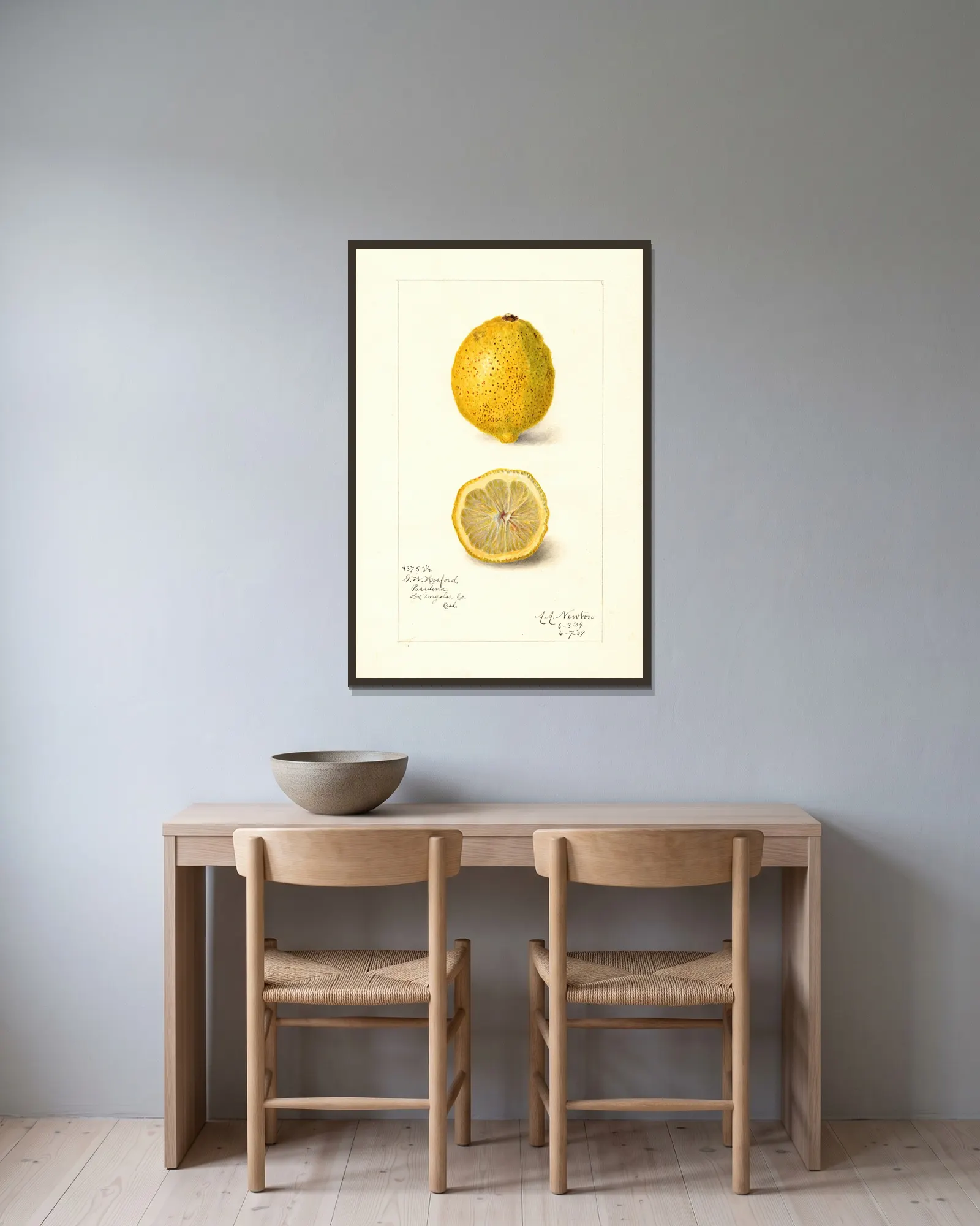 Citrus limon av Amanda Almira Newton inramad på en vägg