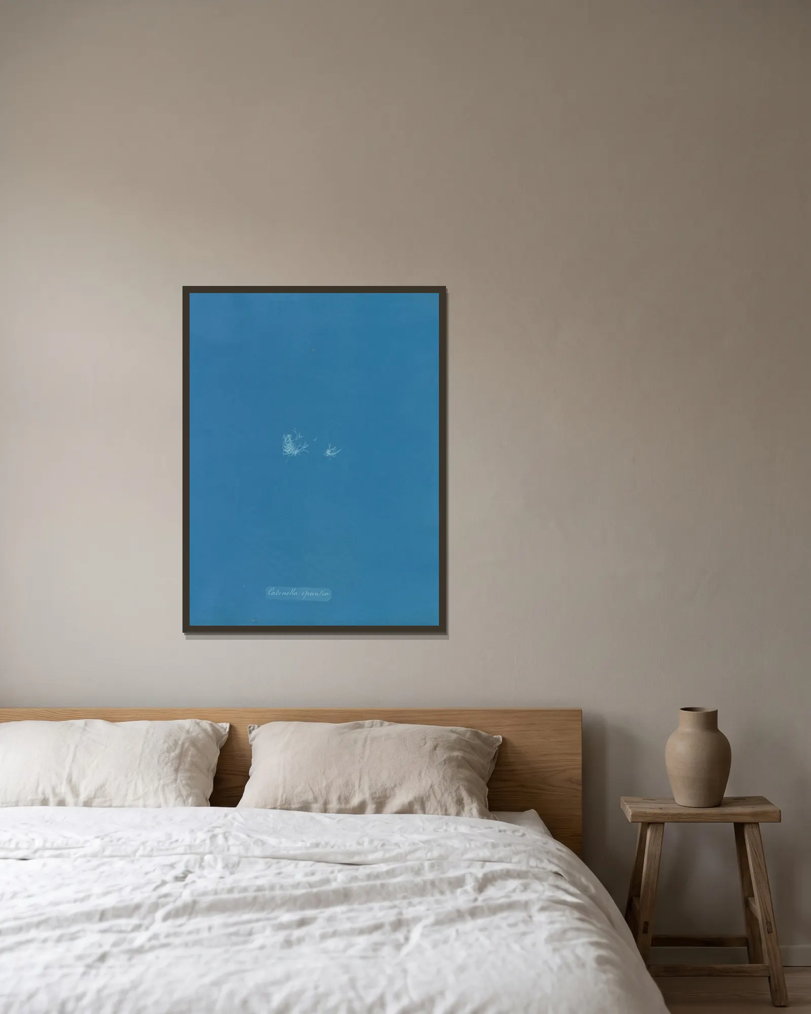 Catenella opuntia av Anna Atkins inramad på en vägg