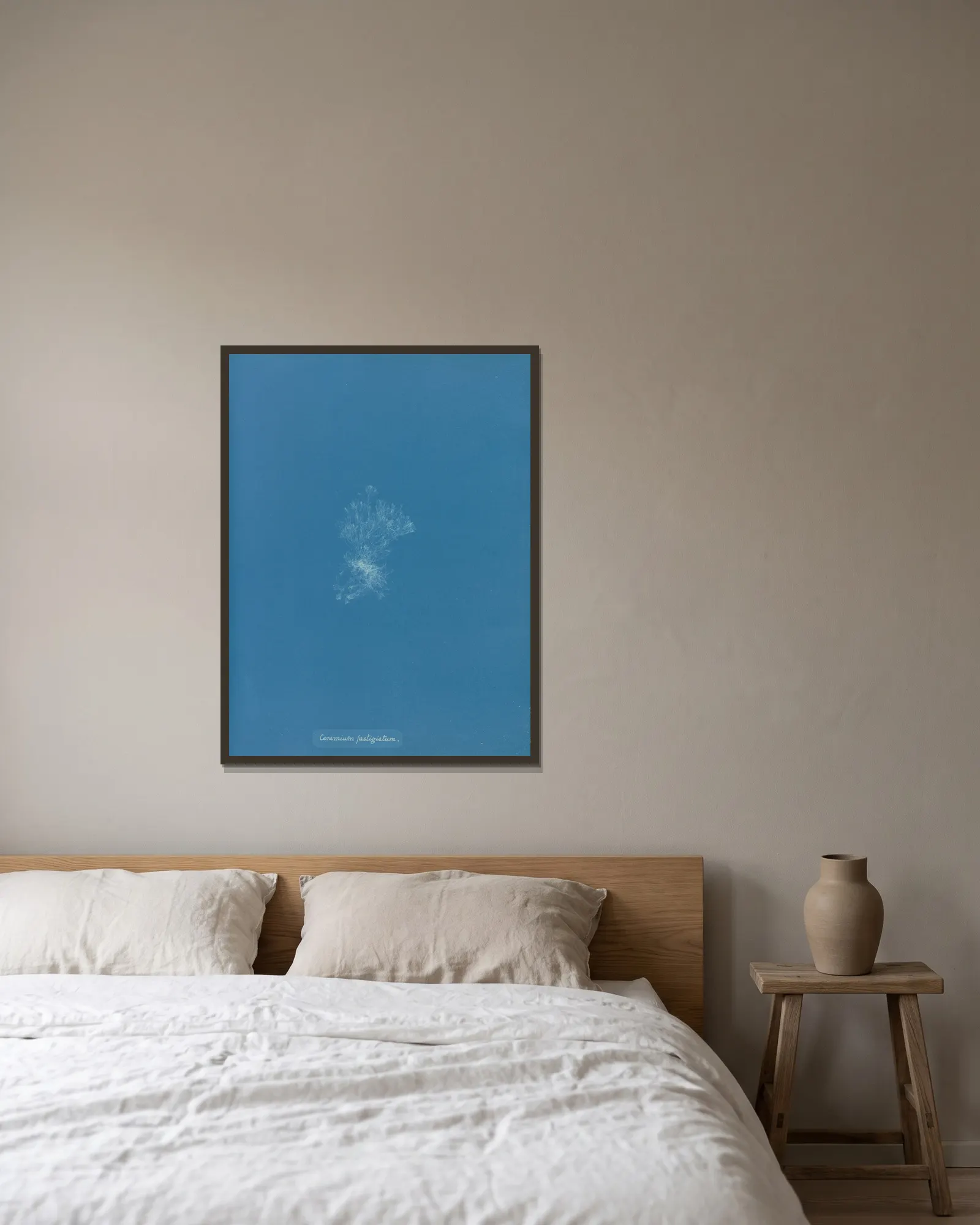 Ceramium fastigiatum av Anna Atkins inramad på en vägg