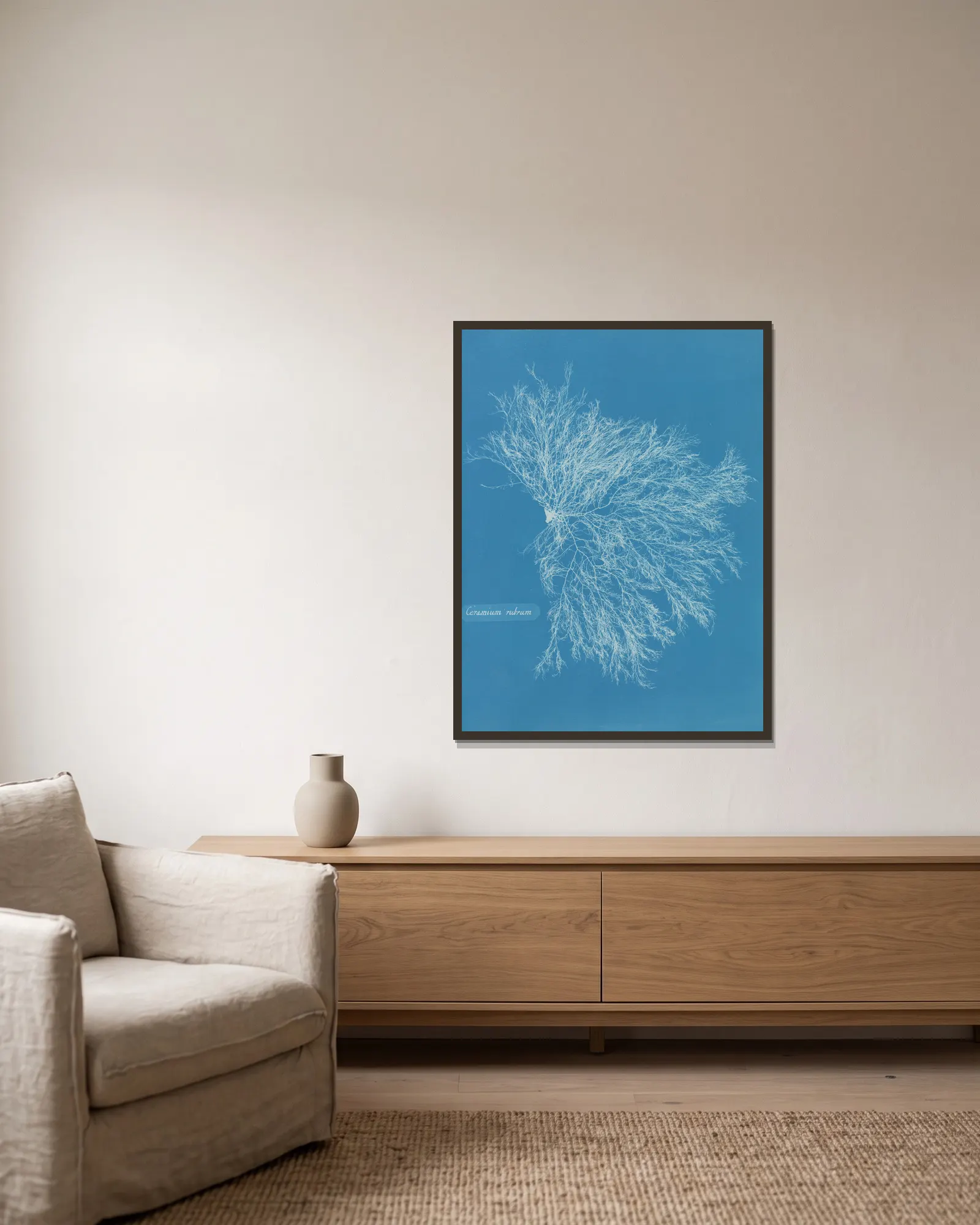Ceramium rubrum av Anna Atkins inramad på en vägg