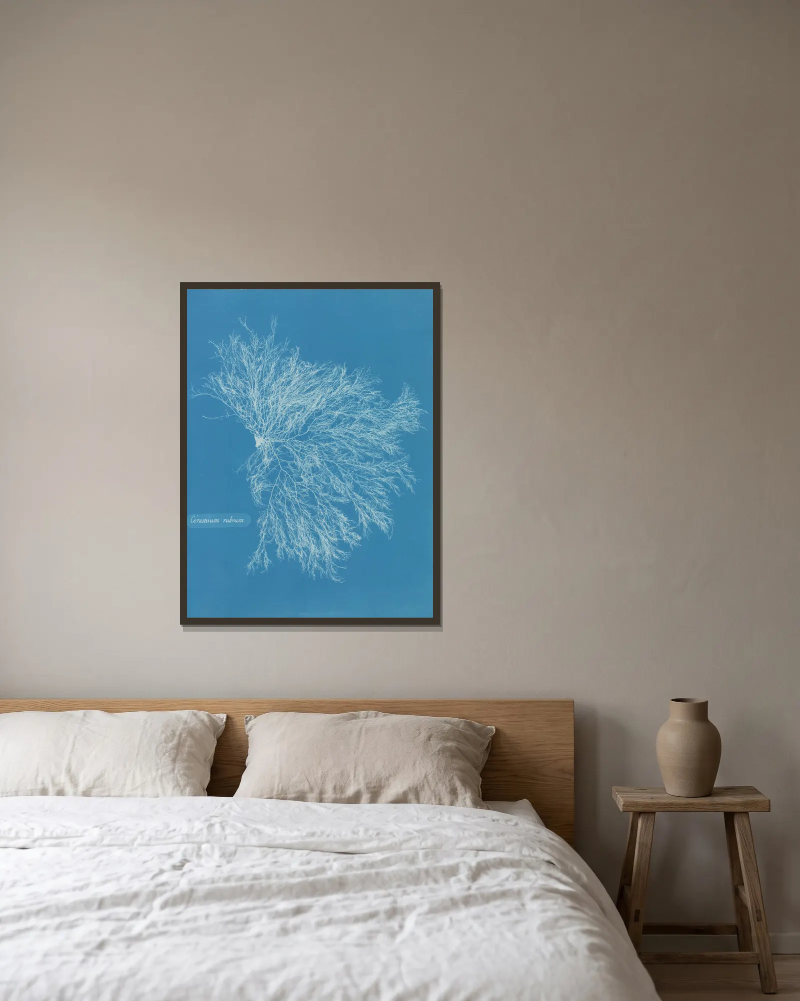 Ceramium rubrum av Anna Atkins inramad på en vägg