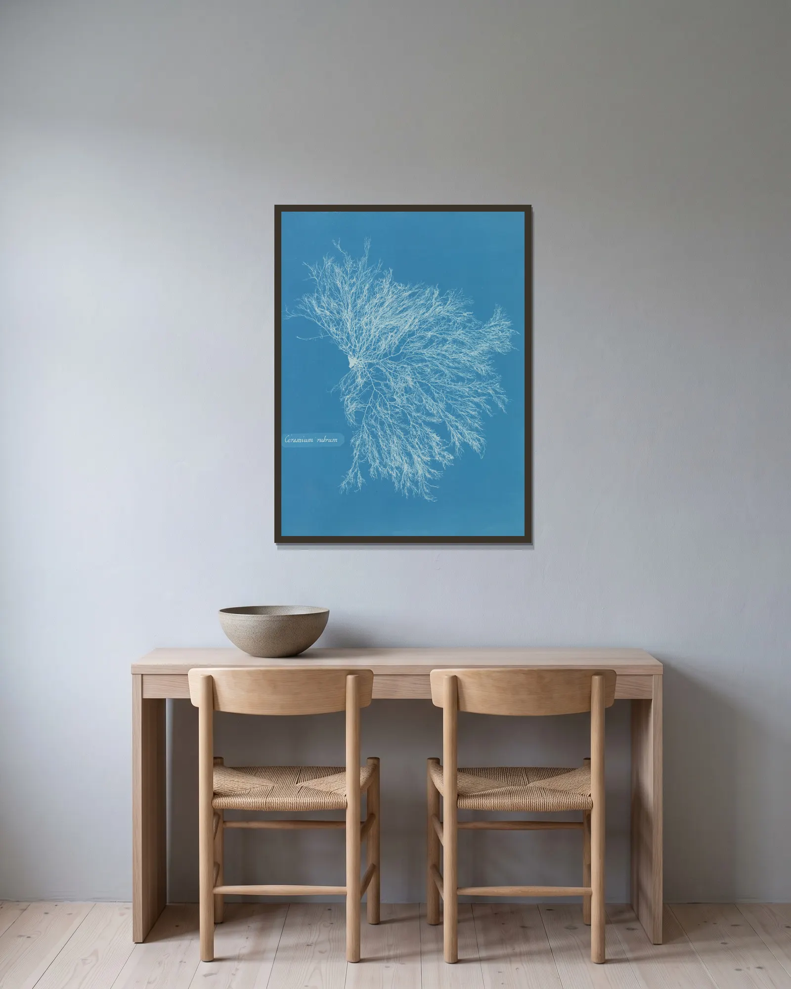 Ceramium rubrum av Anna Atkins inramad på en vägg