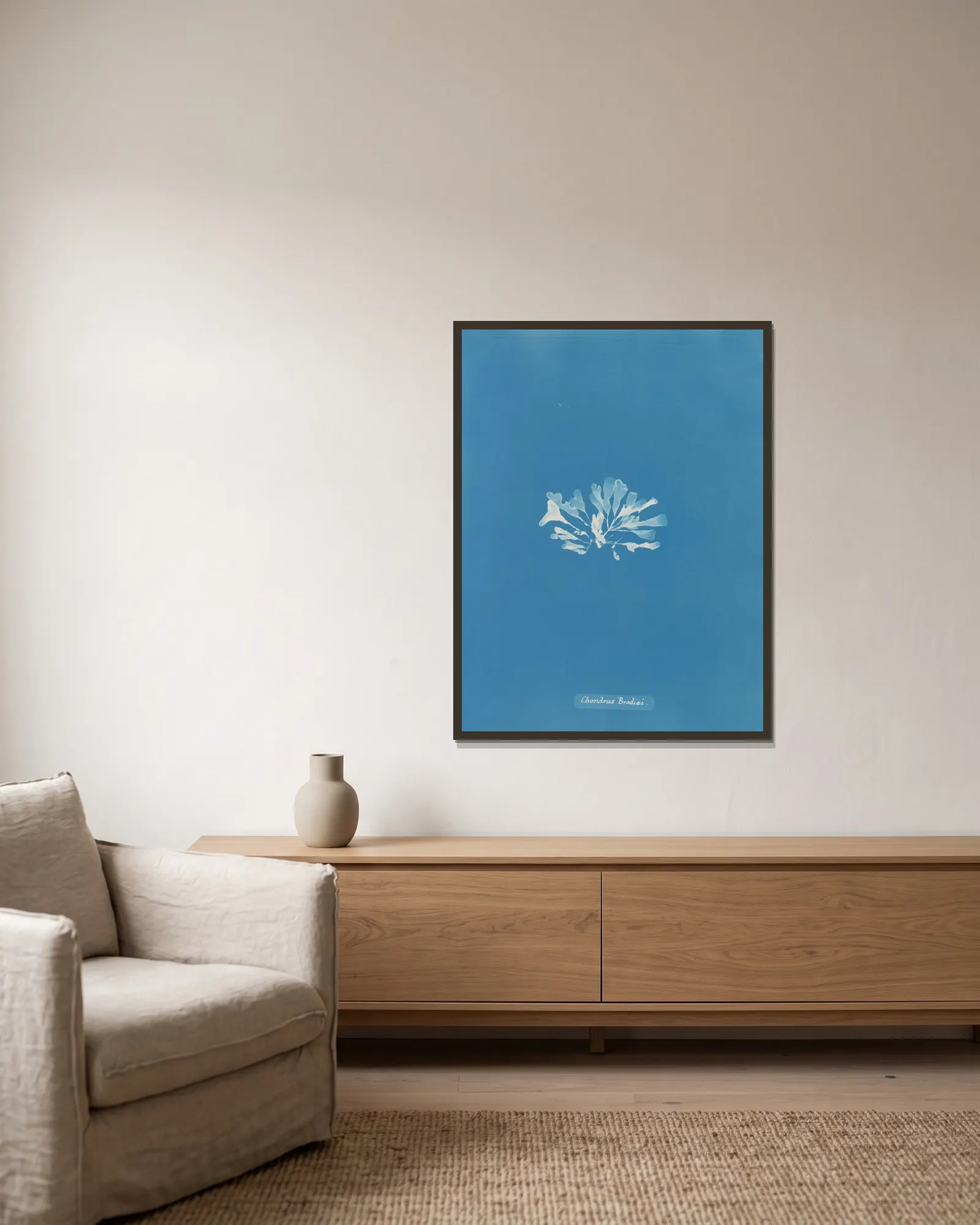 Chondrus Brodiæi av Anna Atkins inramad på en vägg