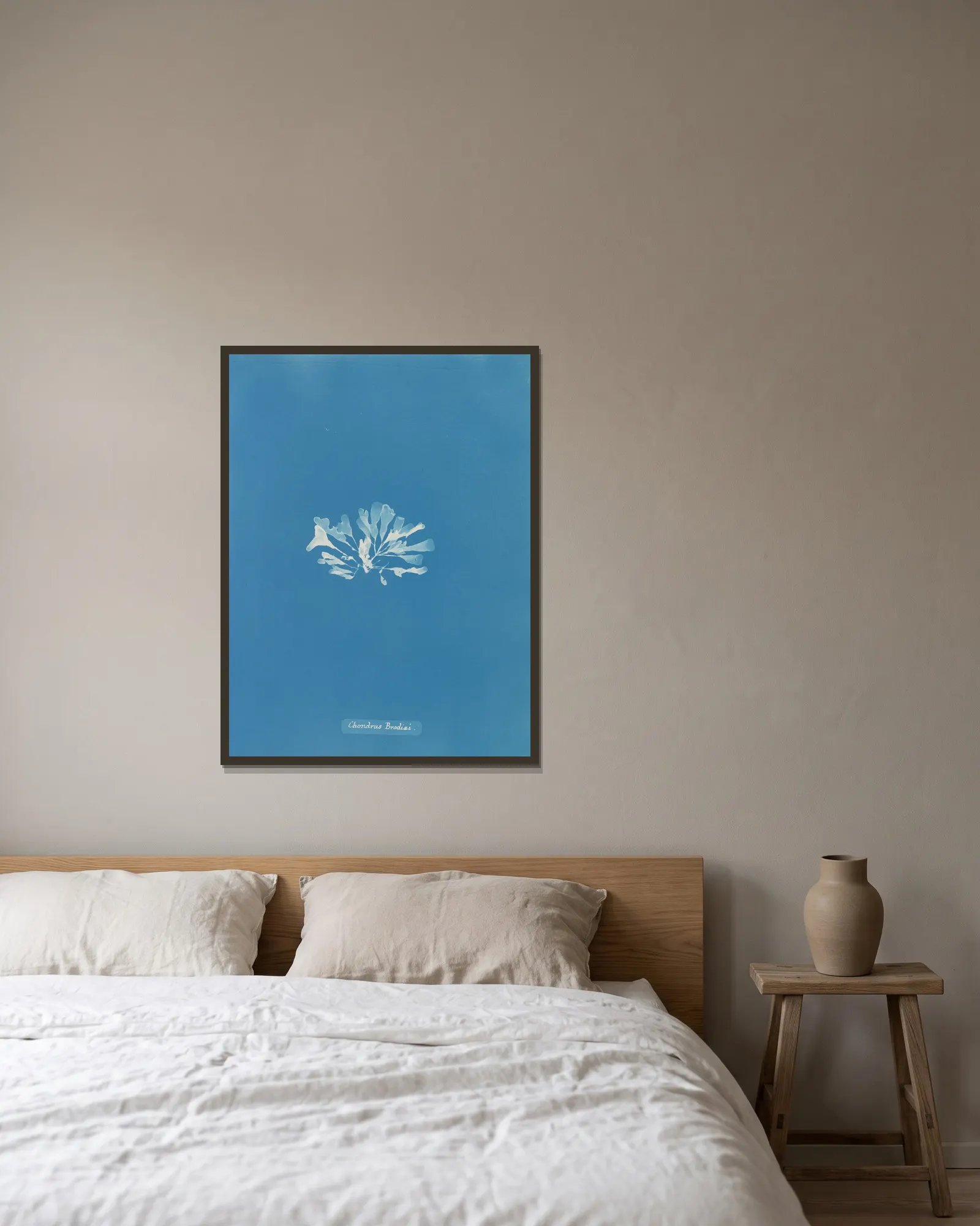 Chondrus Brodiæi av Anna Atkins inramad på en vägg