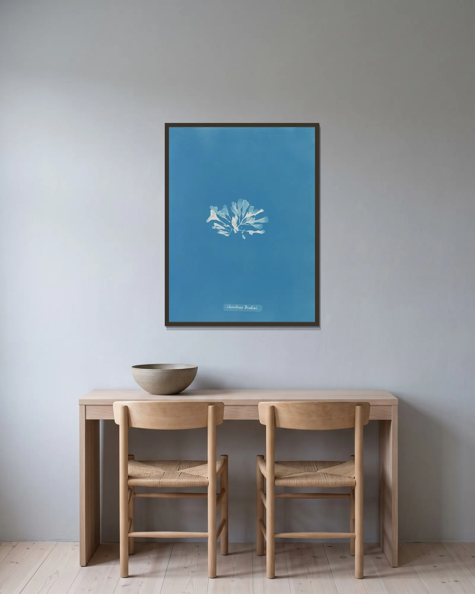Chondrus Brodiæi av Anna Atkins inramad på en vägg