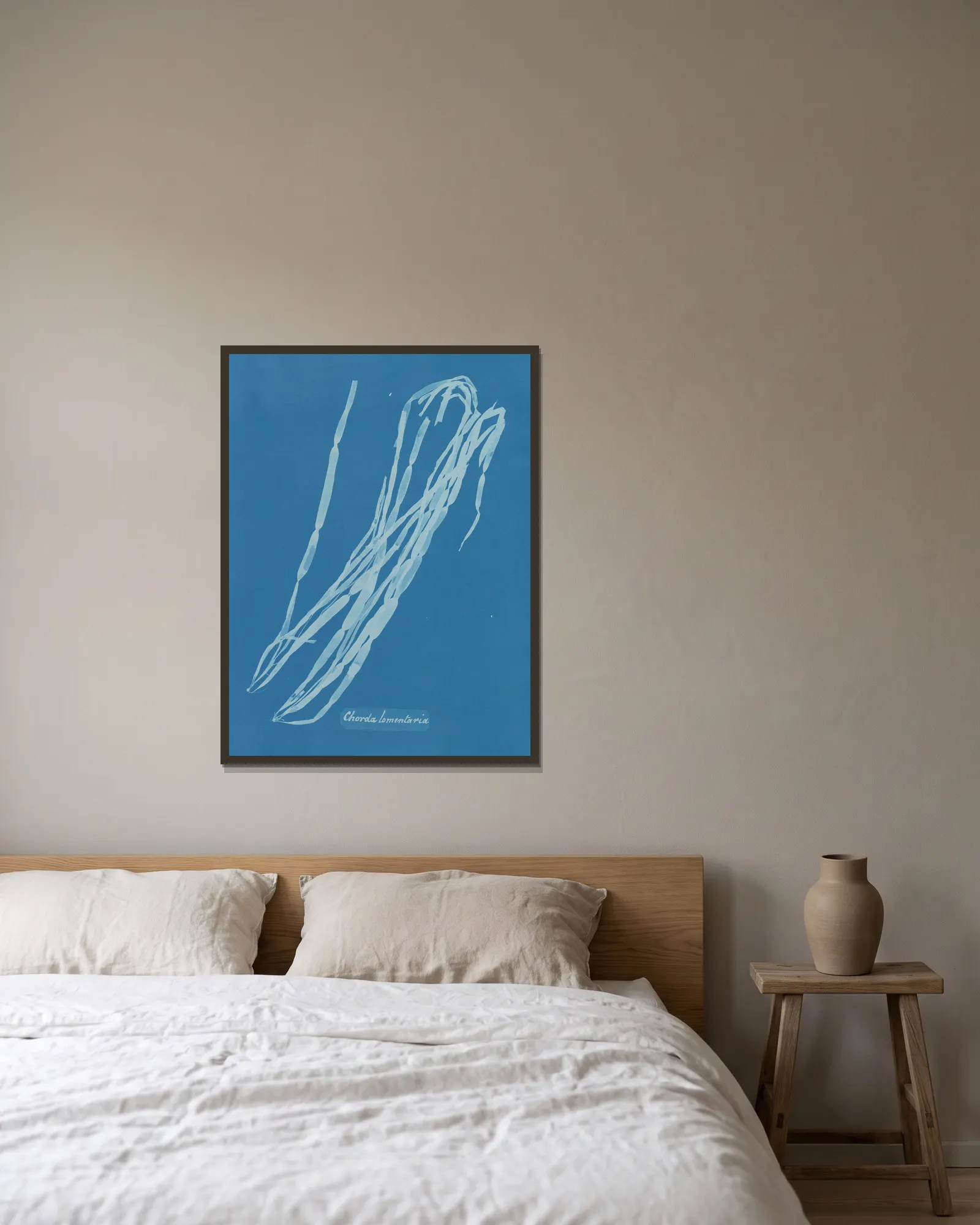 Chorda lomentaria av Anna Atkins inramad på en vägg