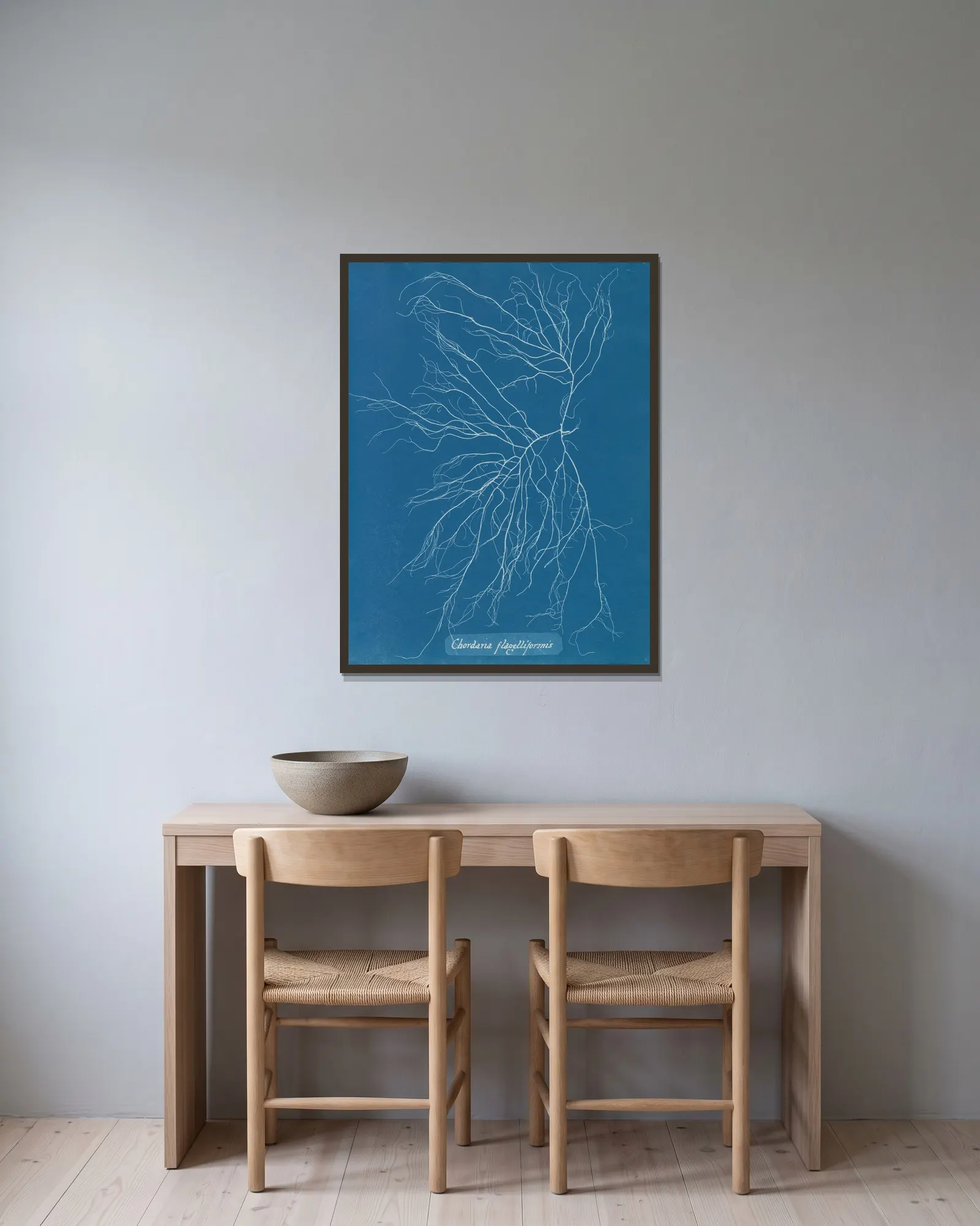 Chordaria flagelliformis, 1843 – nr 2 av Anna Atkins inramad på en vägg