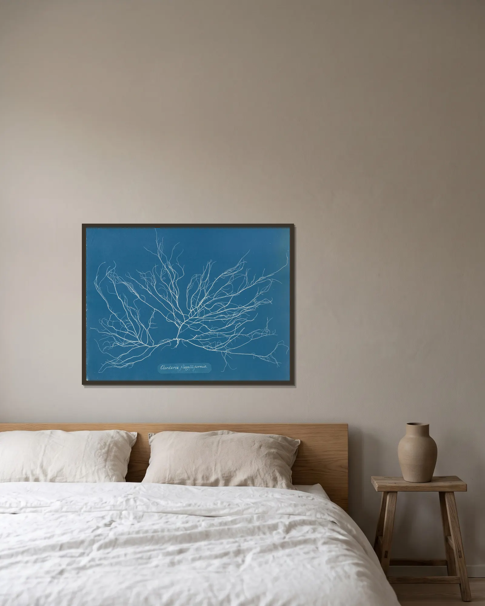 Chordaria flagelliformis., 1843 – nr 1 av Anna Atkins inramad på en vägg