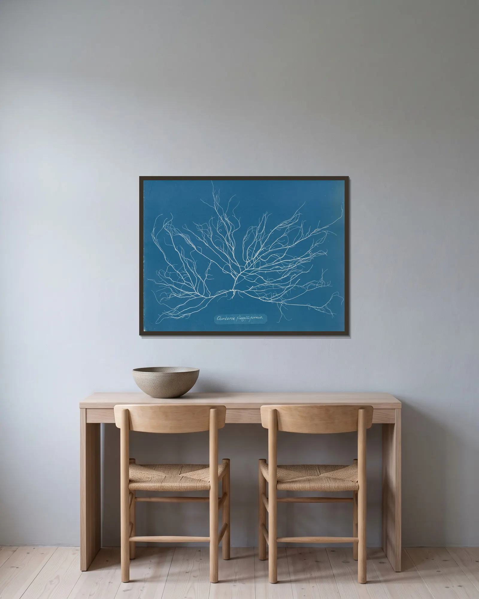 Chordaria flagelliformis., 1843 – nr 1 av Anna Atkins inramad på en vägg