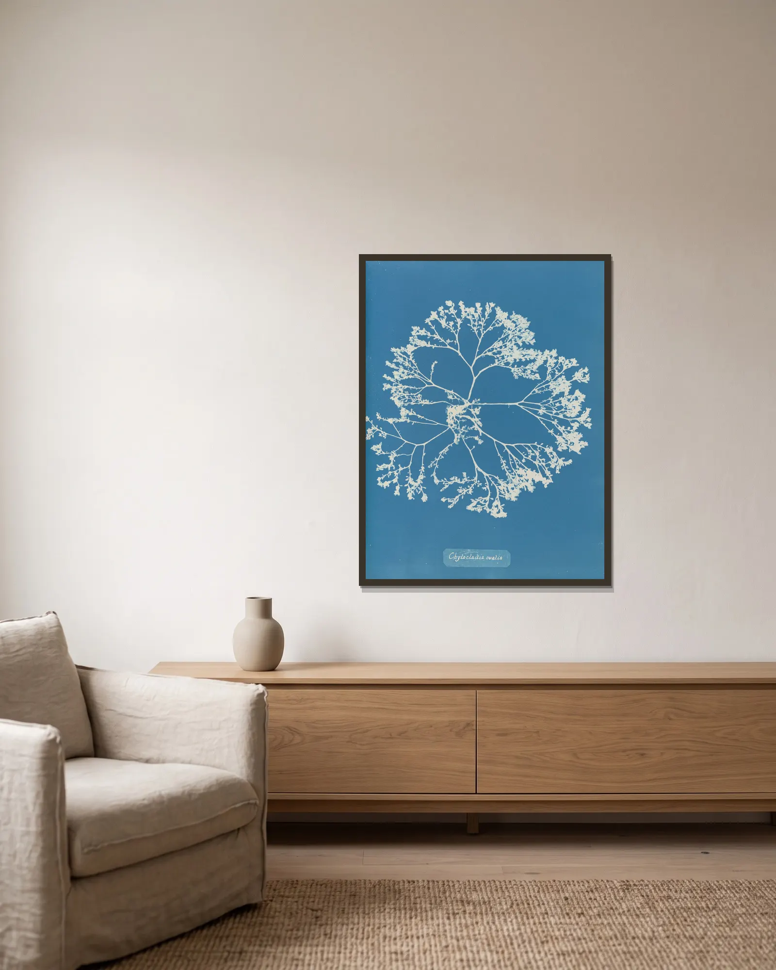 Chylocladia ovalis., 1843 – nr 1 av Anna Atkins inramad på en vägg