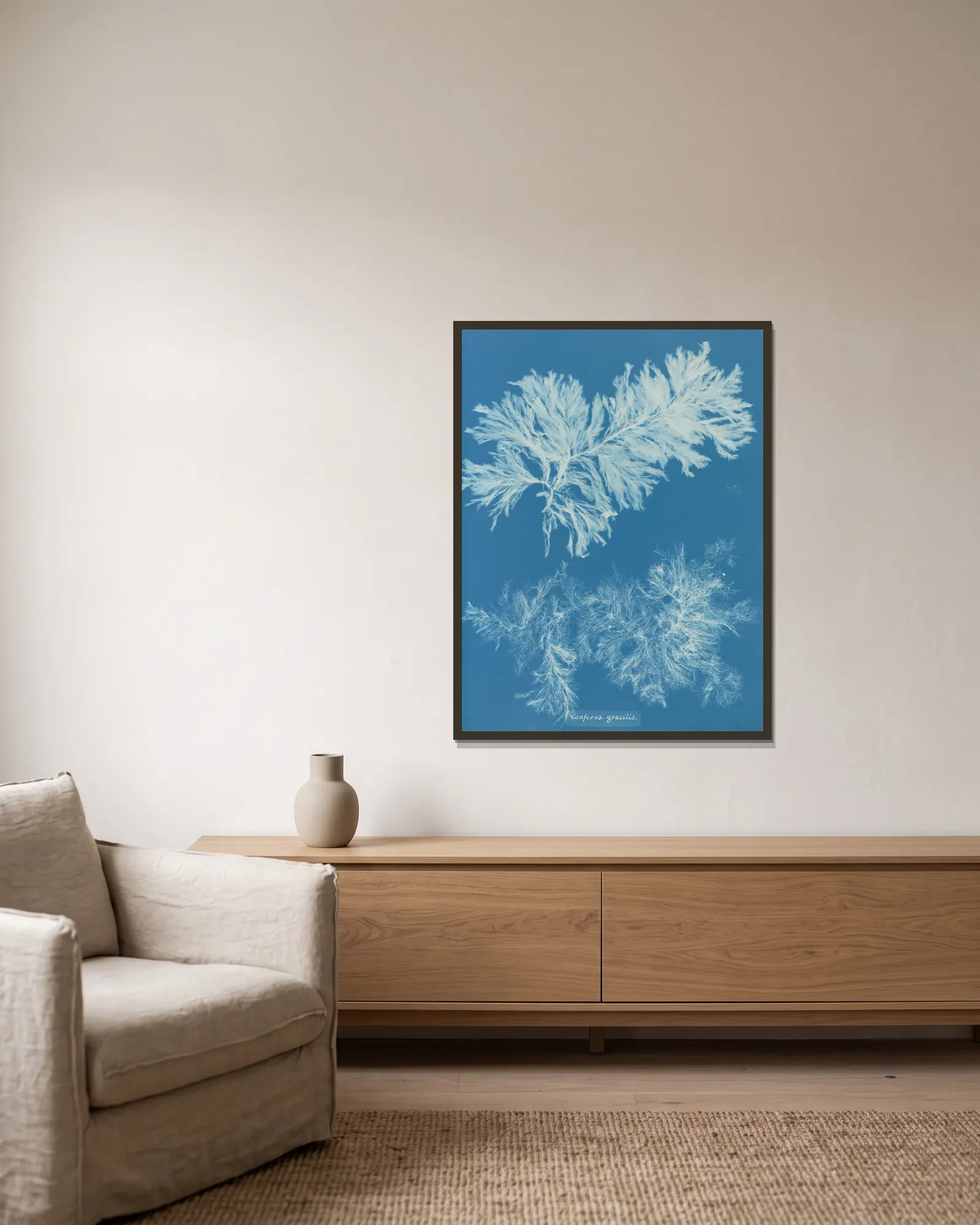 Conferva gracilis av Anna Atkins inramad på en vägg