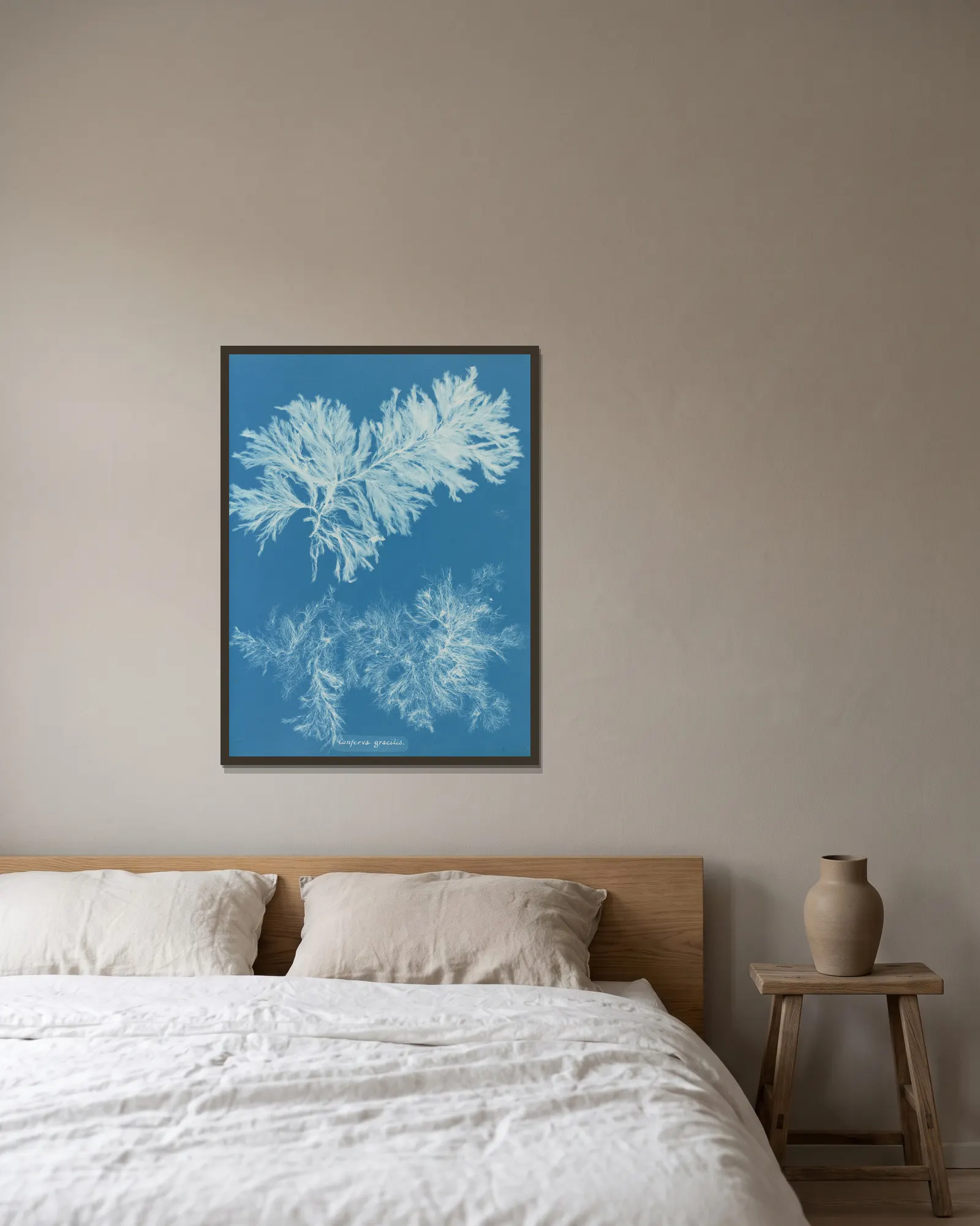 Conferva gracilis av Anna Atkins inramad på en vägg