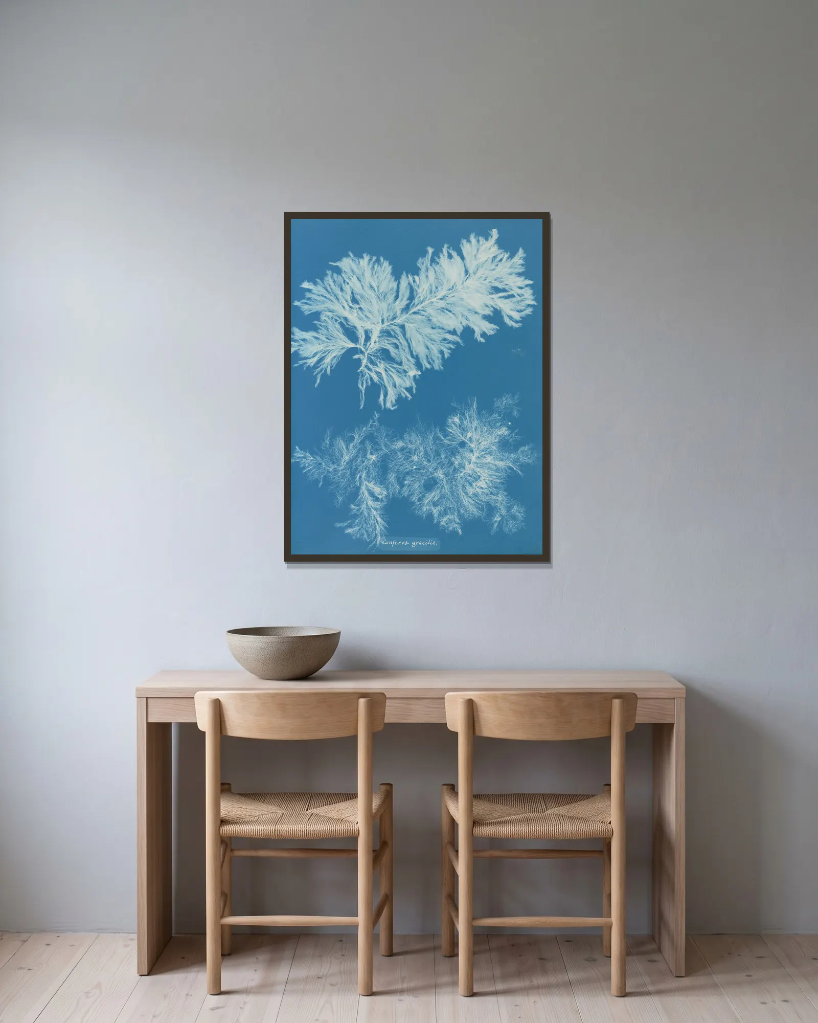Conferva gracilis av Anna Atkins inramad på en vägg