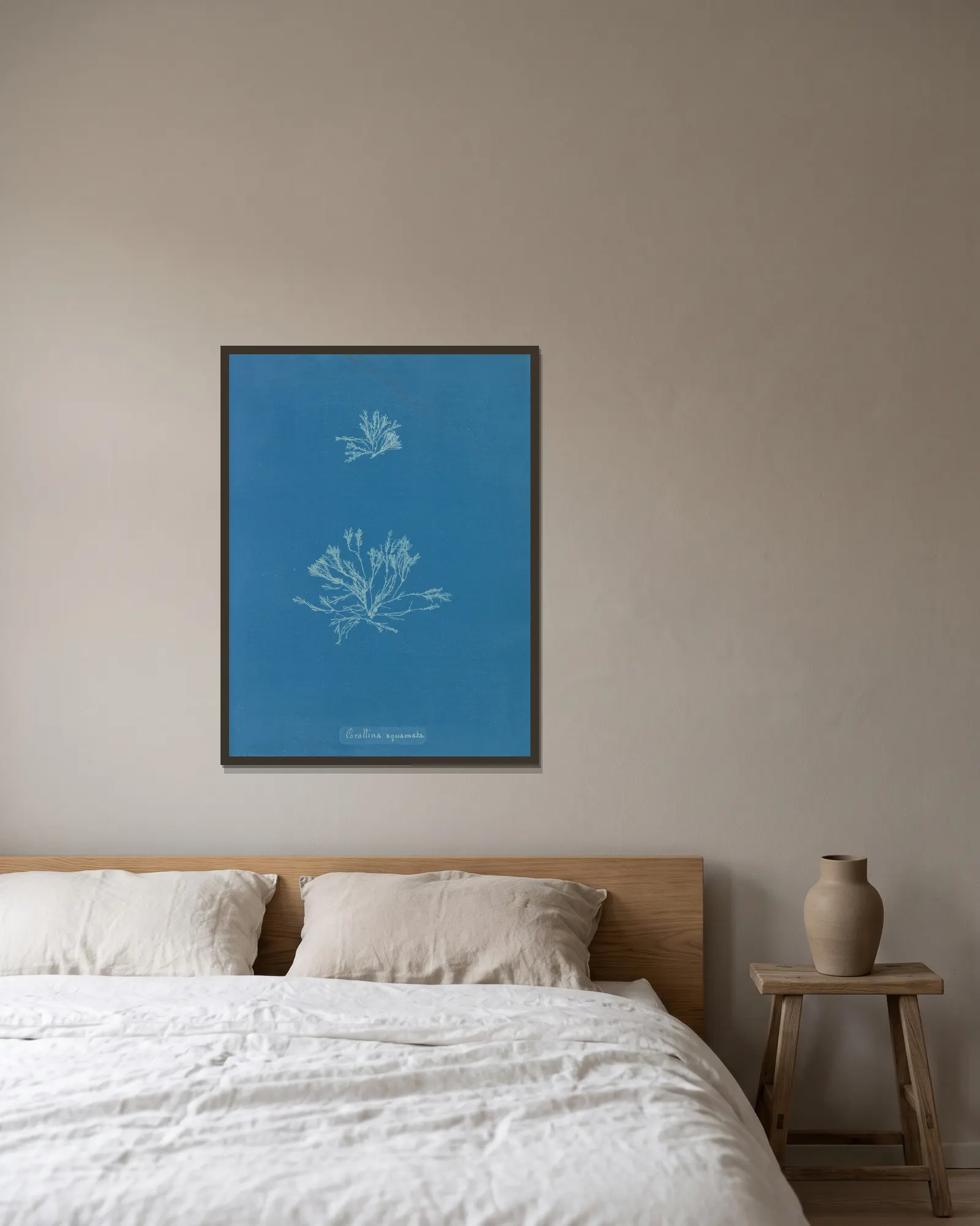 Corallina squamata av Anna Atkins inramad på en vägg