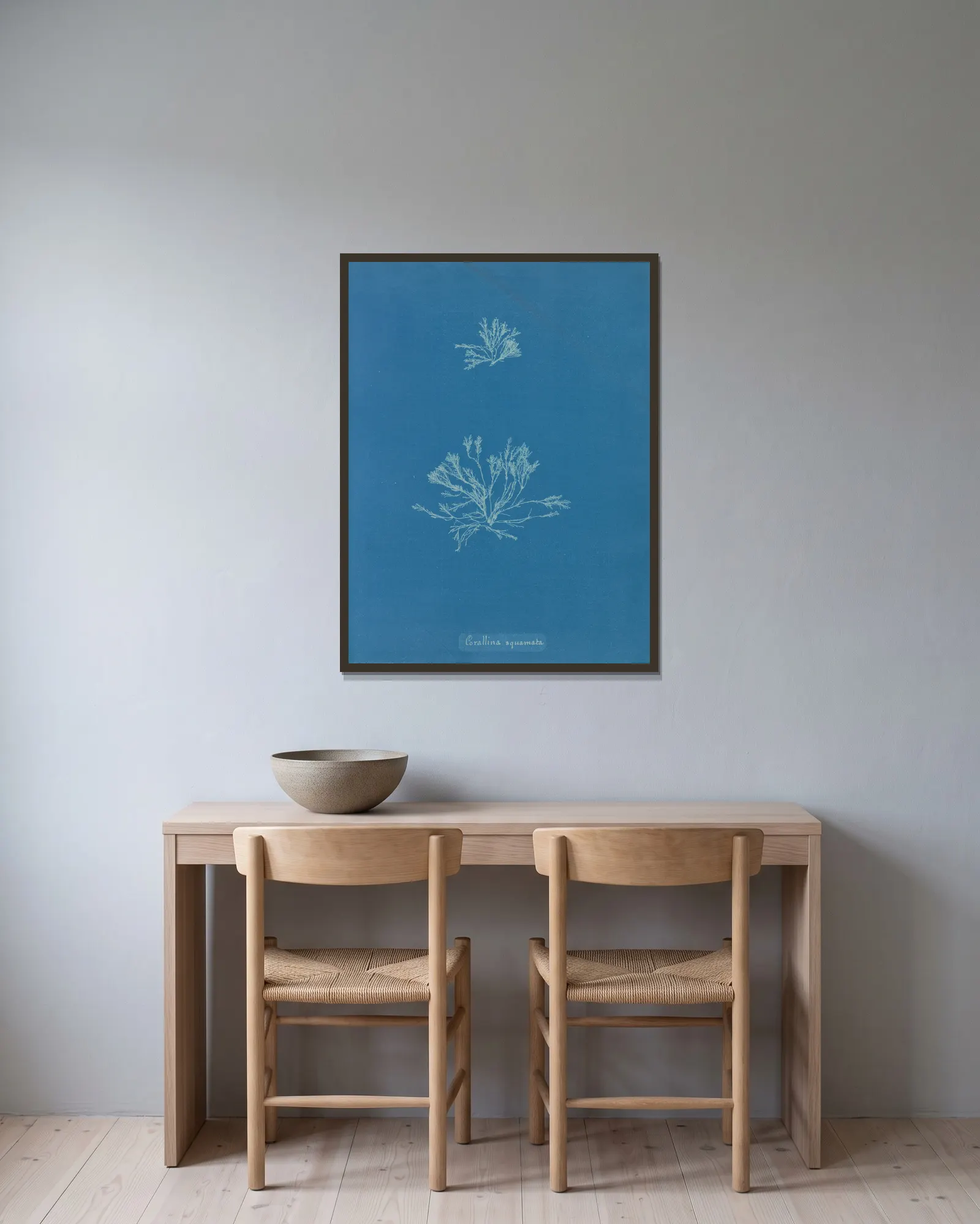 Corallina squamata av Anna Atkins inramad på en vägg