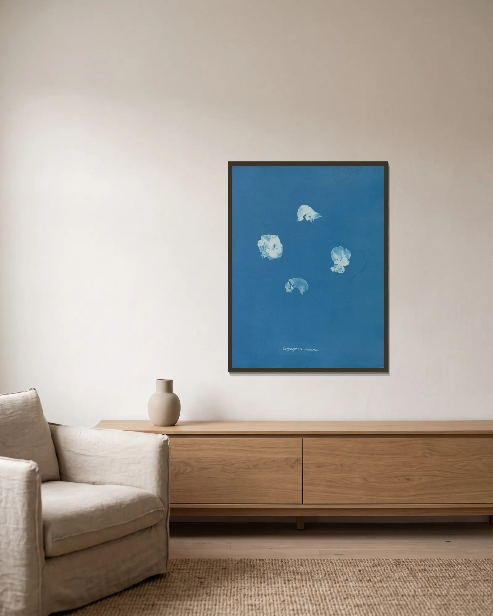 Corynephora marina av Anna Atkins inramad på en vägg