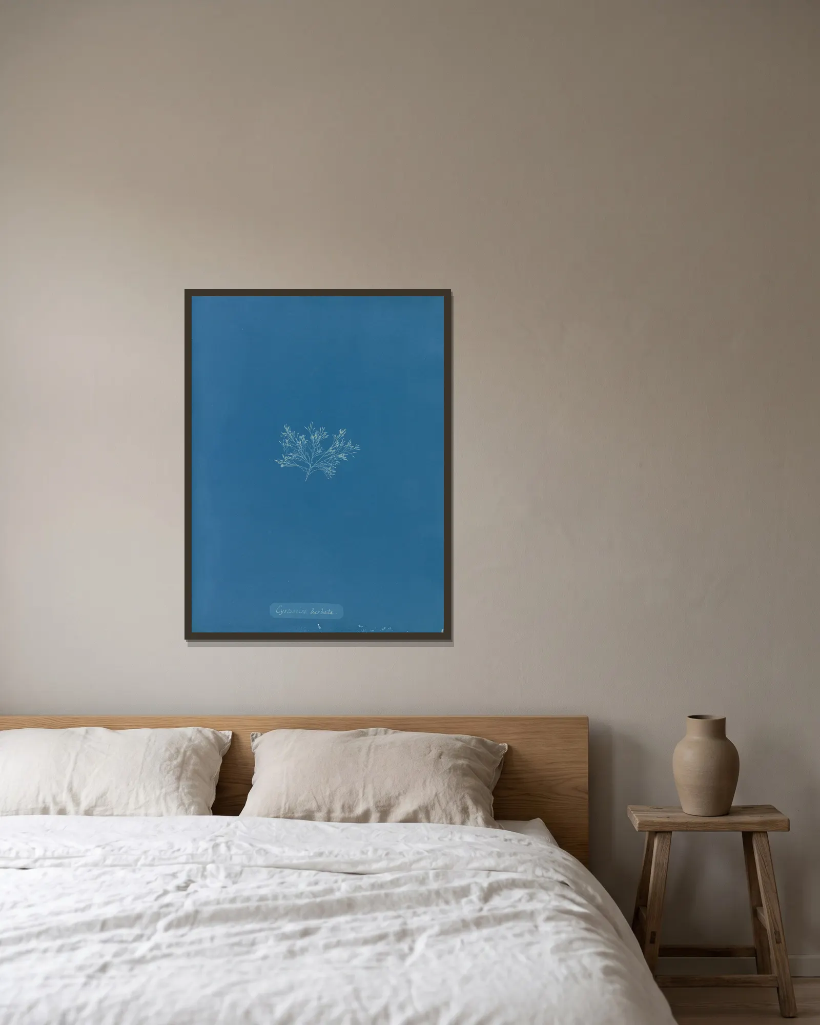 Cystoseira barbata. av Anna Atkins inramad på en vägg