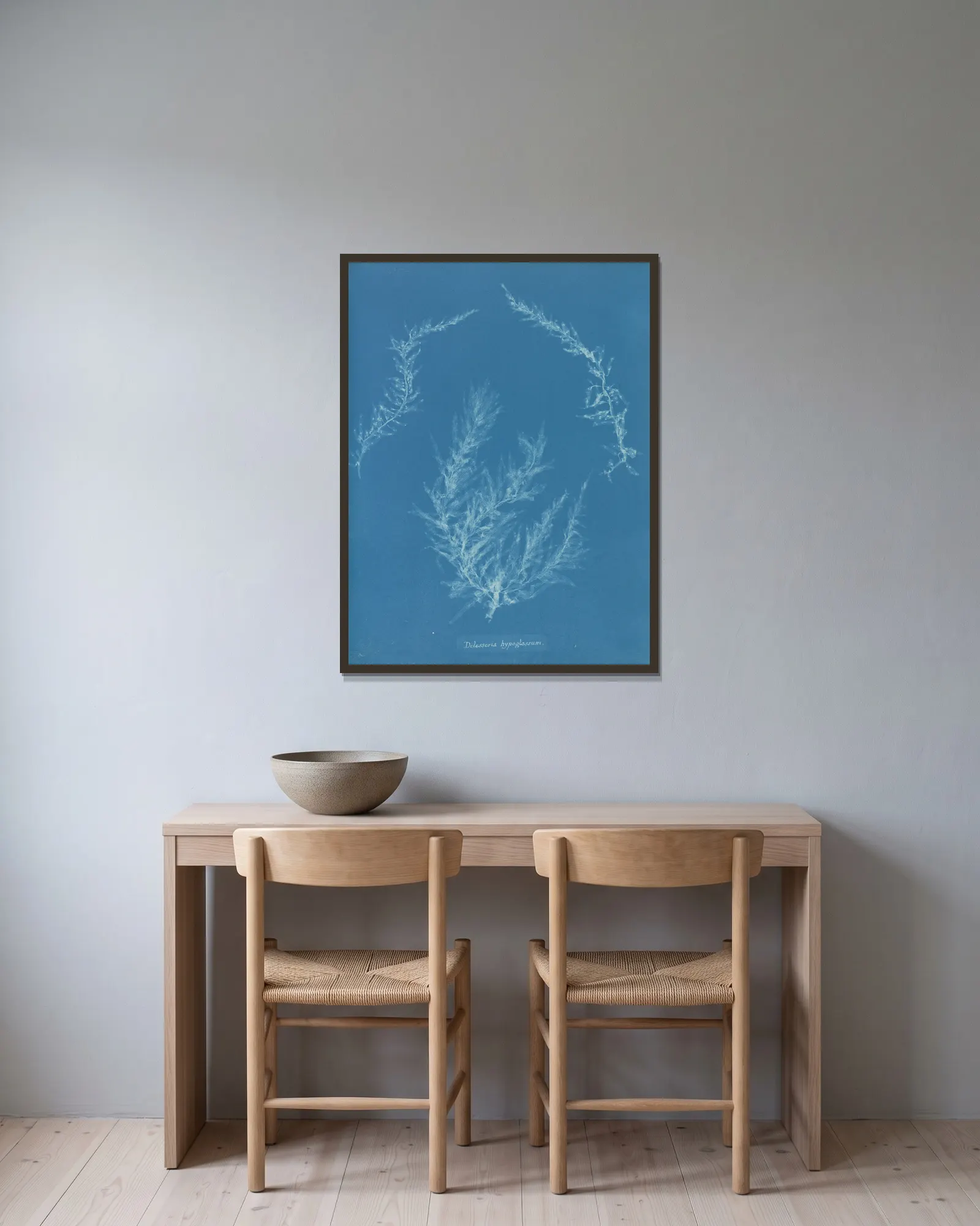 Delesseria hypoglossum. av Anna Atkins inramad på en vägg