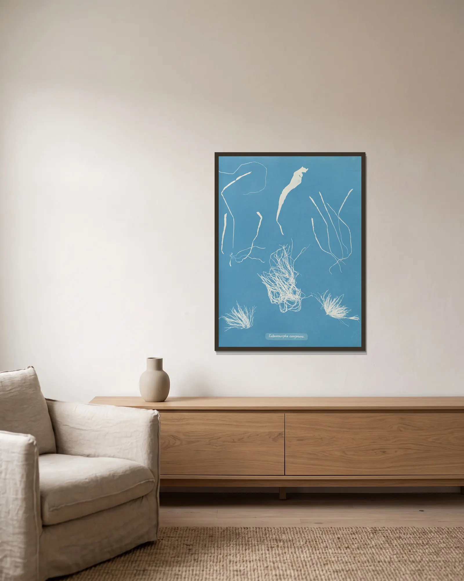 Enteromorpha compressa av Anna Atkins inramad på en vägg