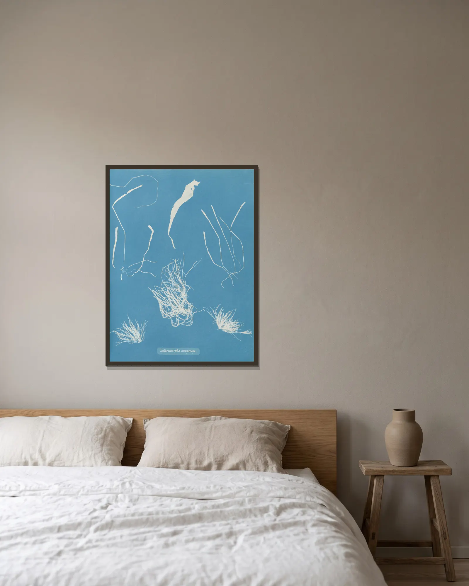 Enteromorpha compressa av Anna Atkins inramad på en vägg