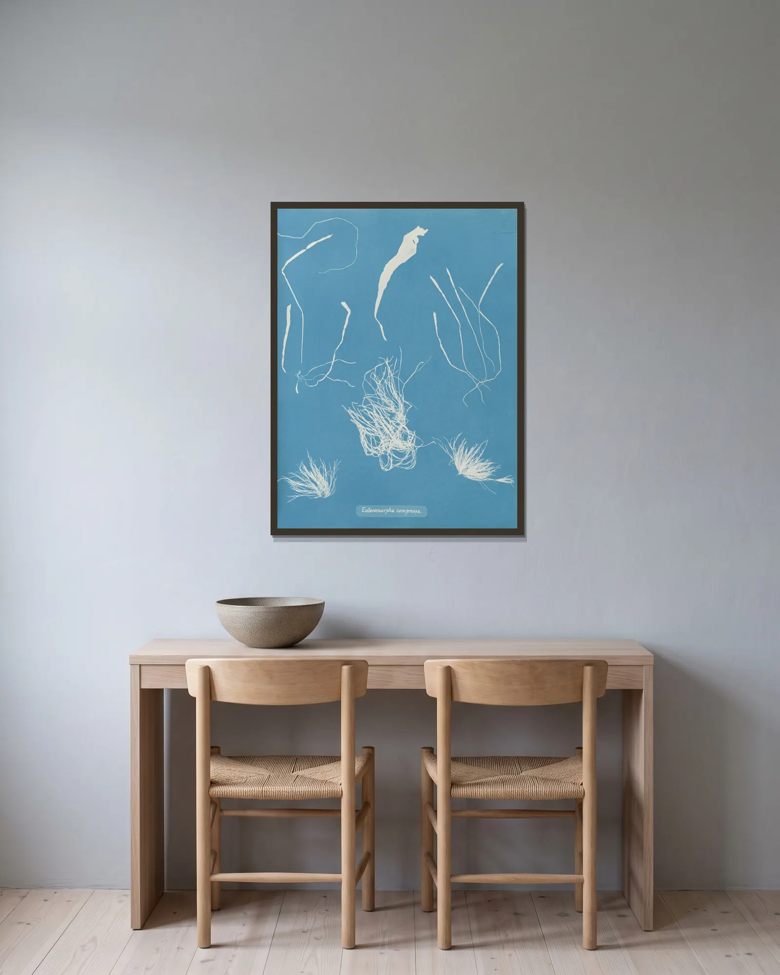 Enteromorpha compressa av Anna Atkins inramad på en vägg