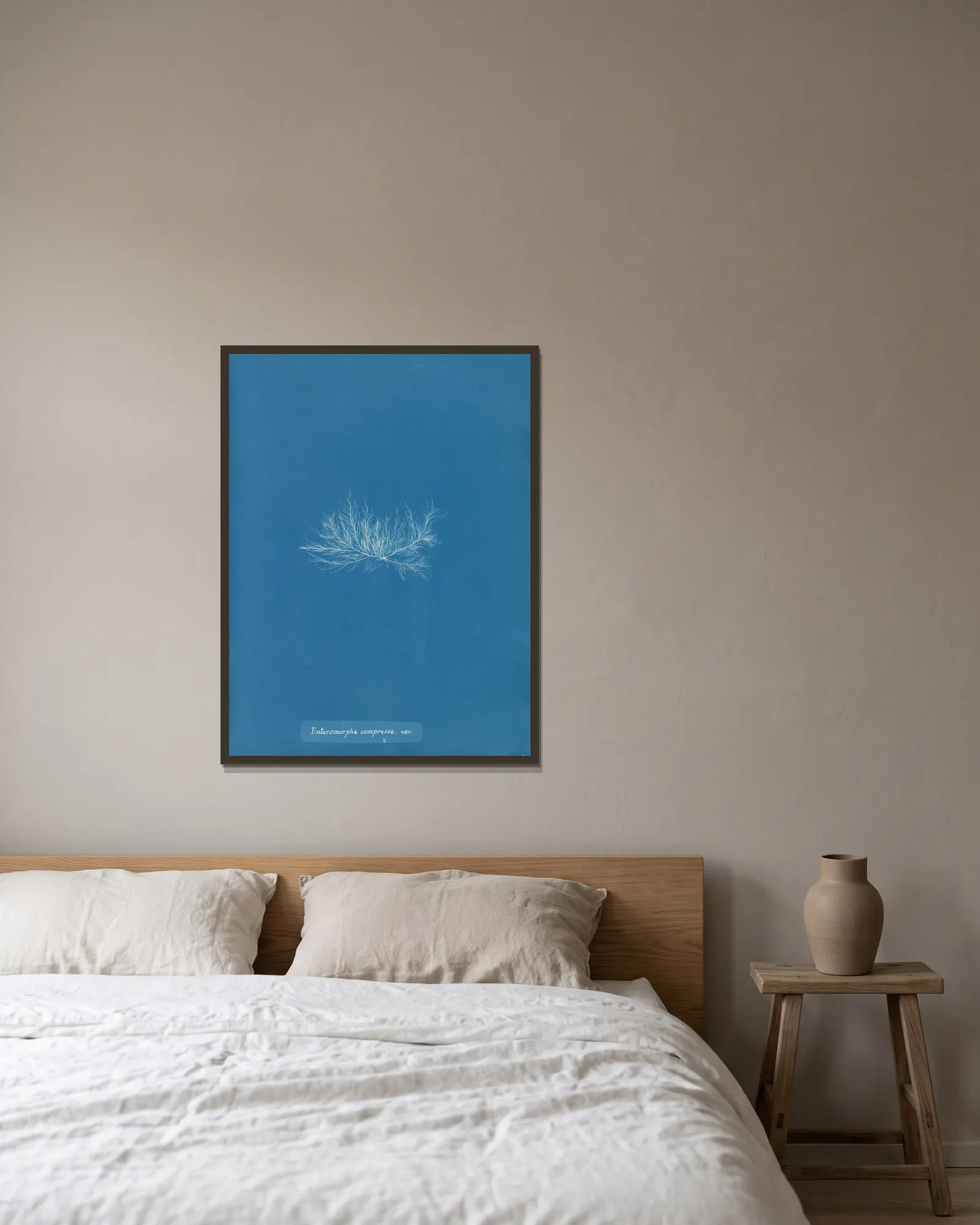 Enteromorpha compressa var. av Anna Atkins inramad på en vägg