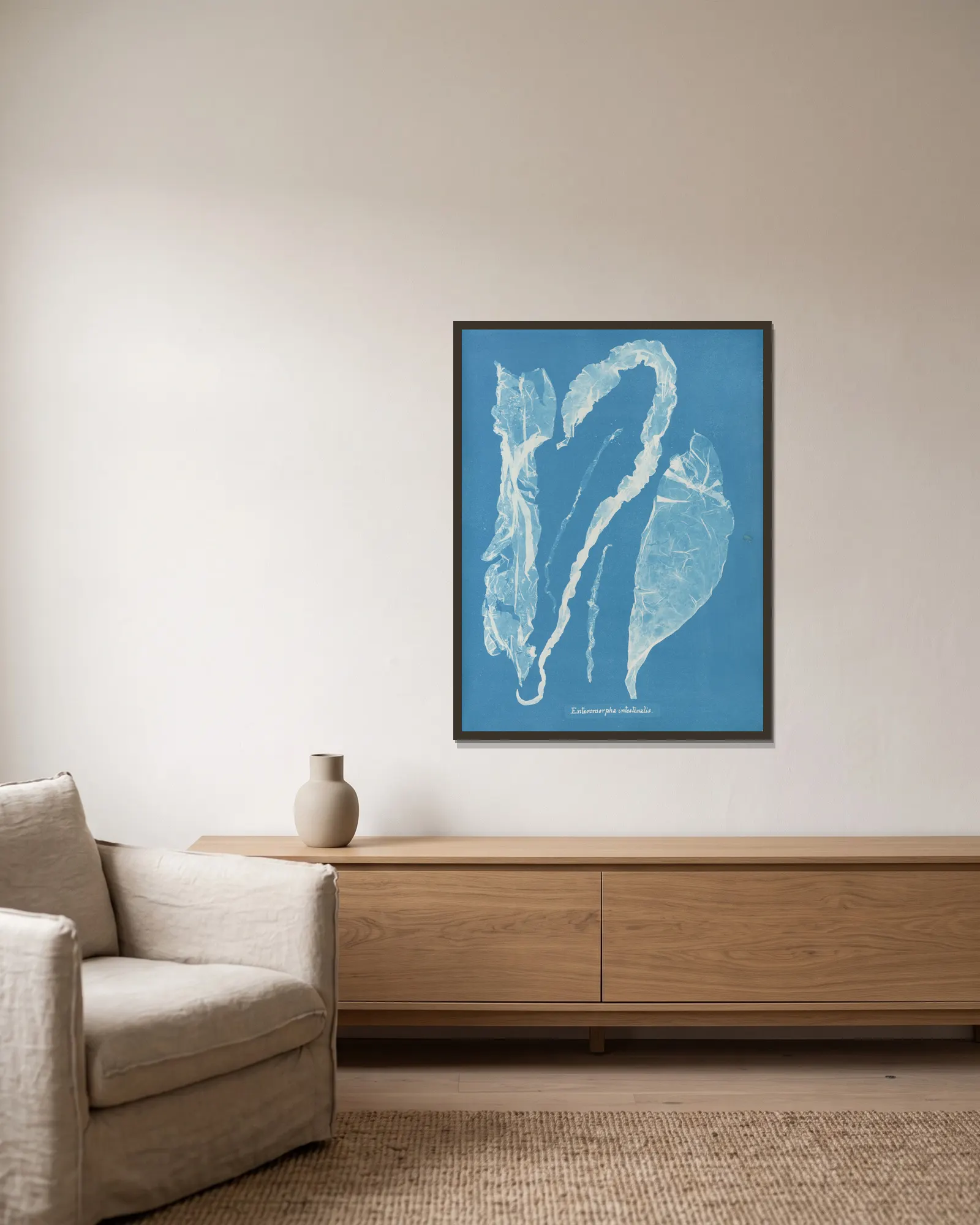Enteromorpha intestinalis av Anna Atkins inramad på en vägg
