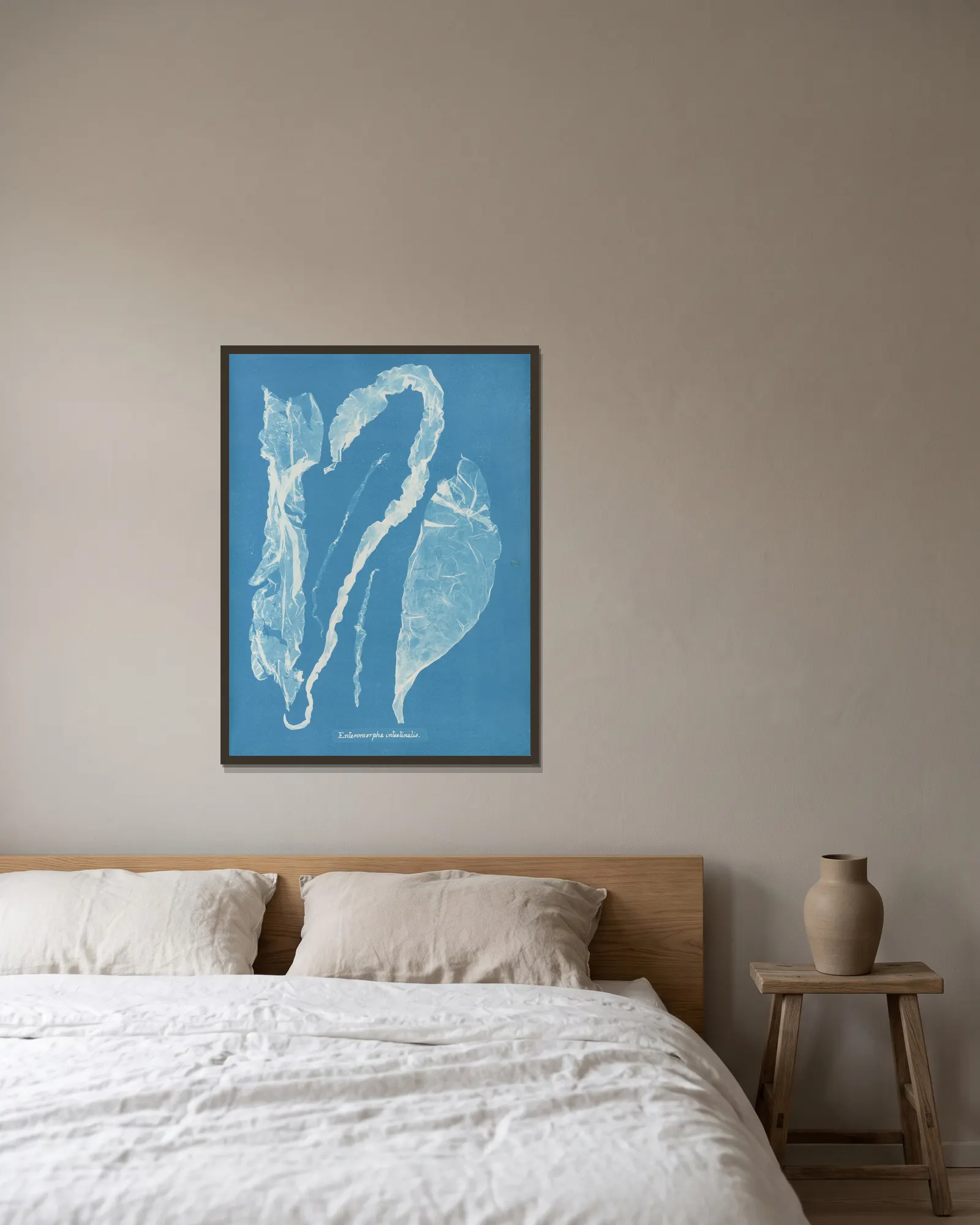 Enteromorpha intestinalis av Anna Atkins inramad på en vägg